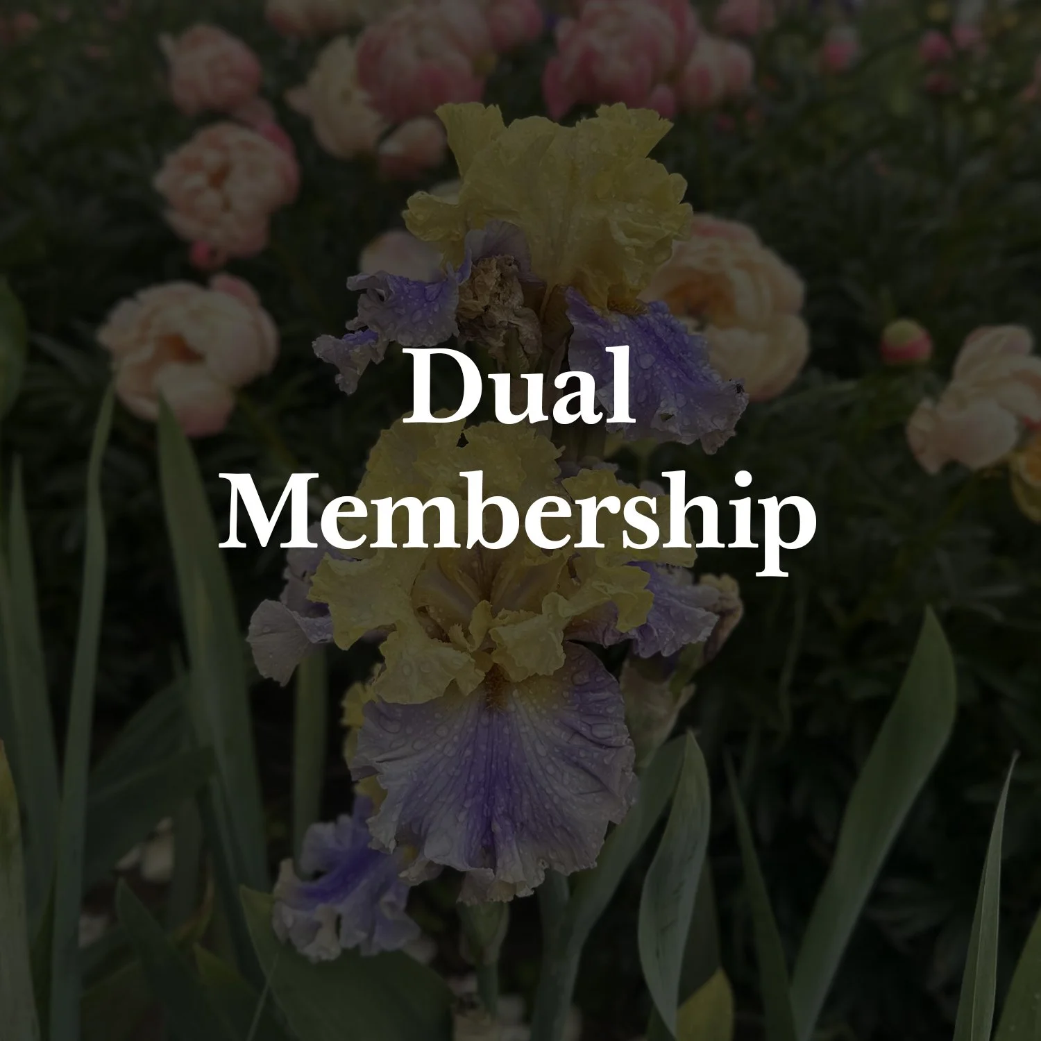 Dual Membership