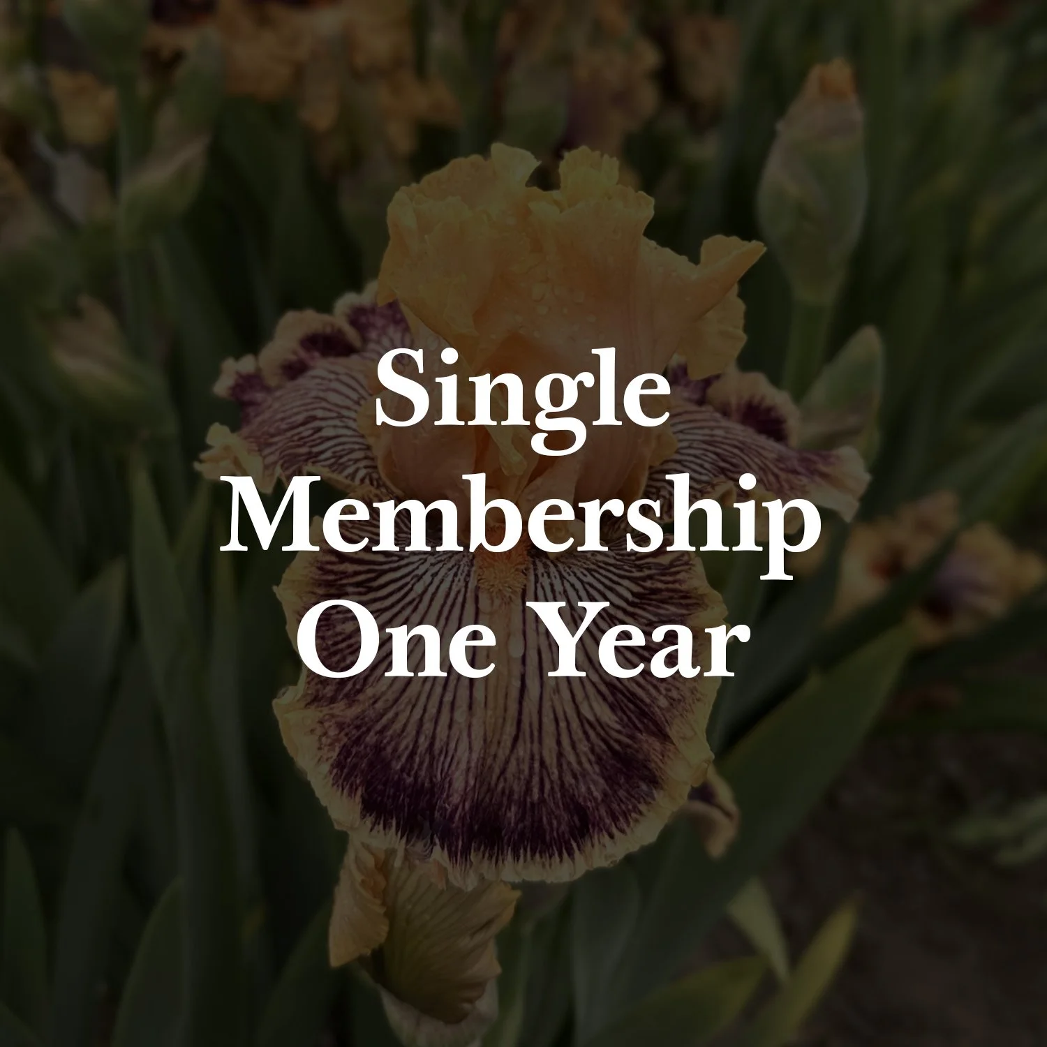 S 1 Y membership.jpg