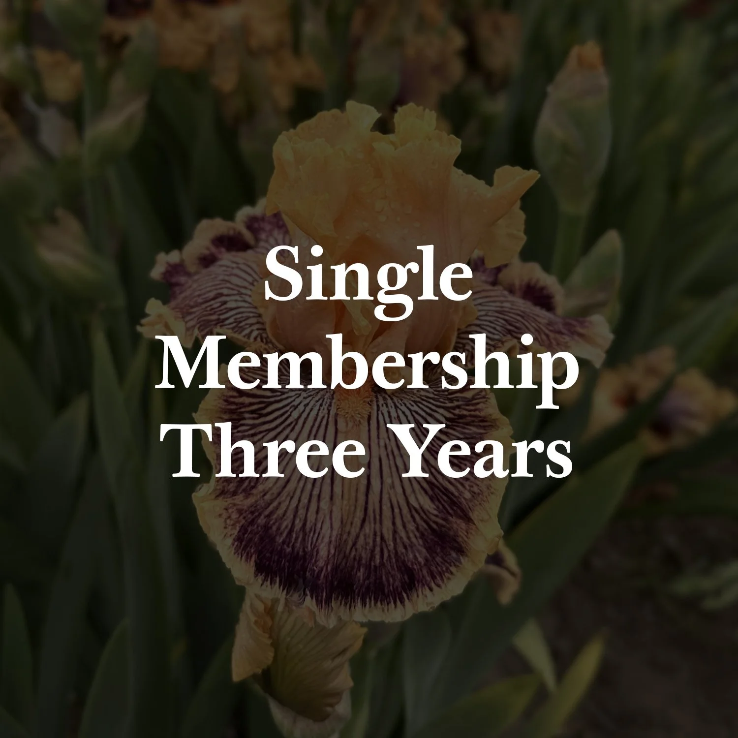 S 3 Y membership.jpg