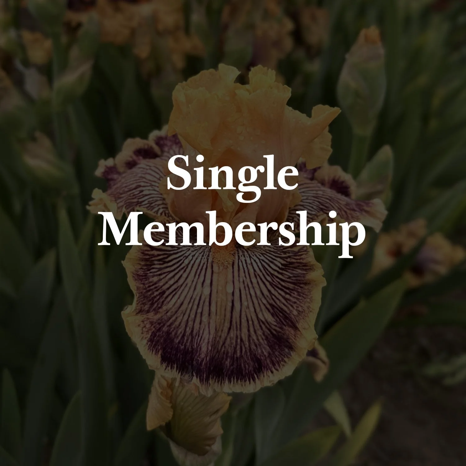 Single Membership