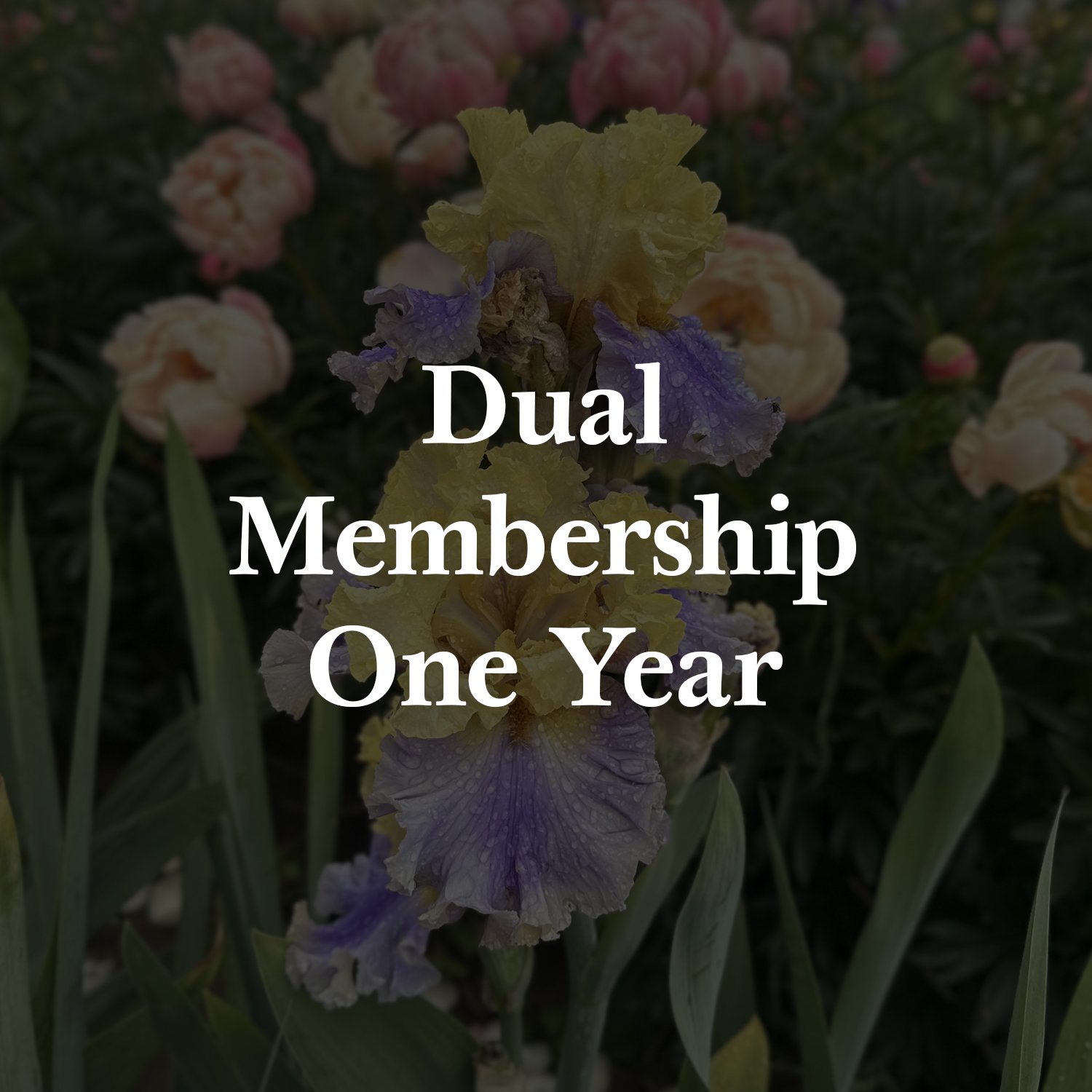 D 1 Y membership.jpg