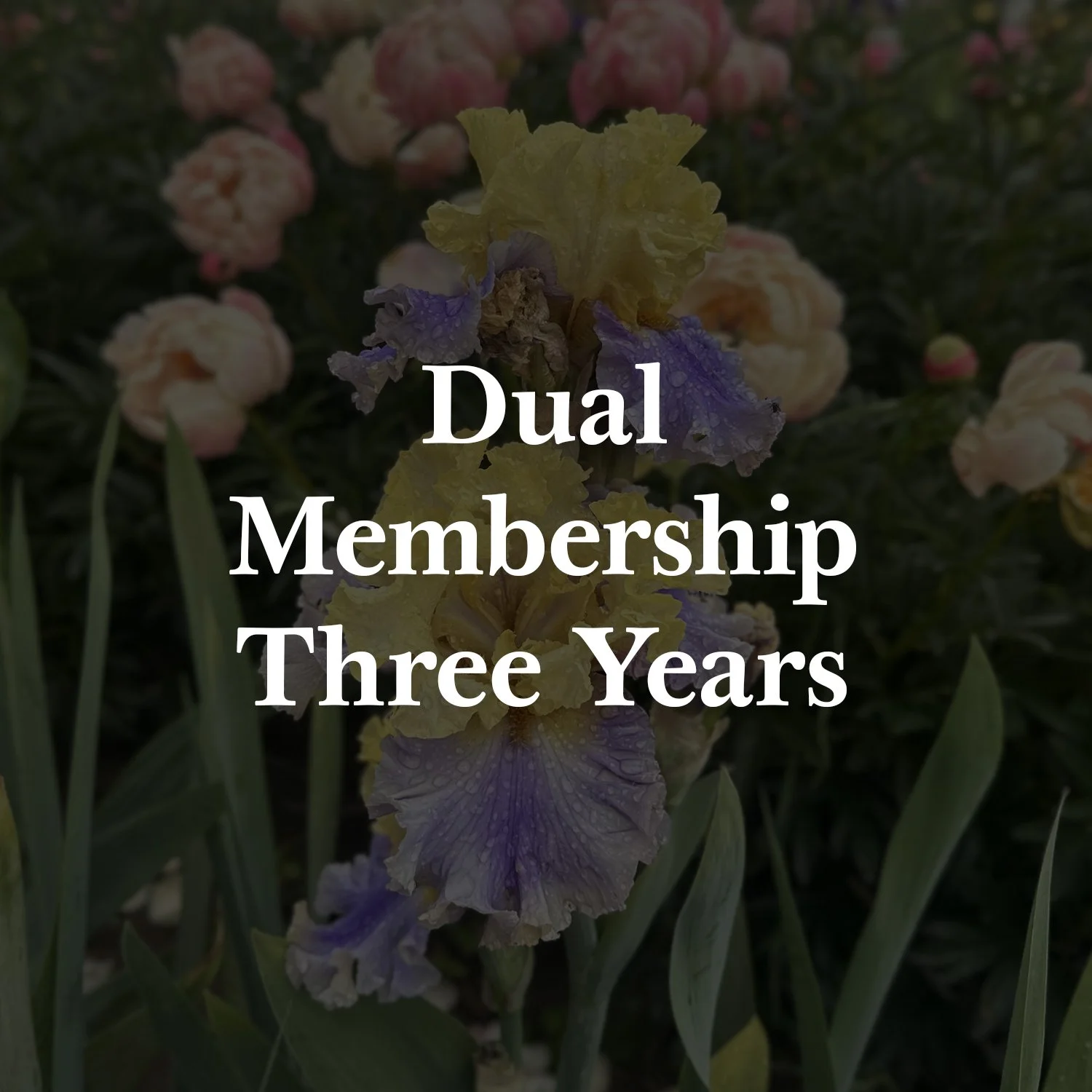 D 3 Y membership.jpg