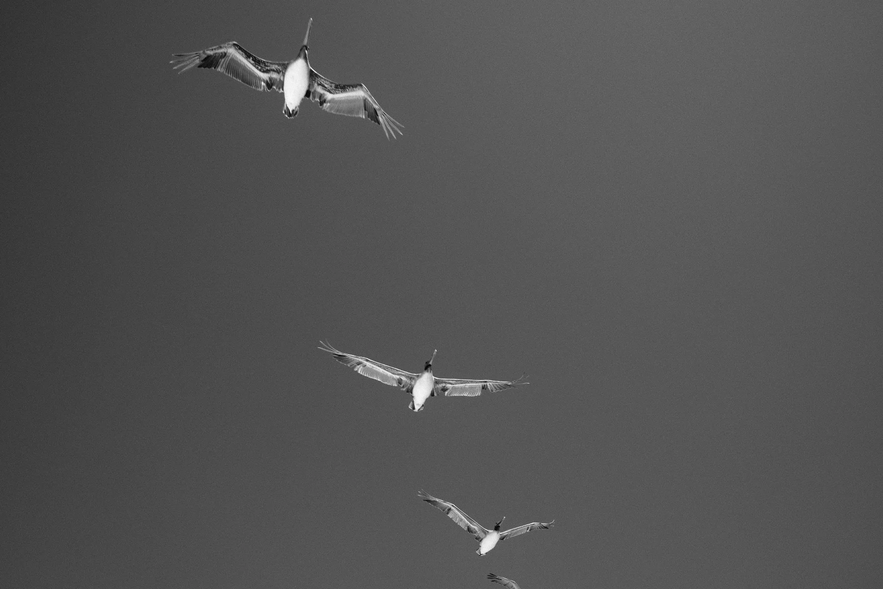 DSCF4991.jpg