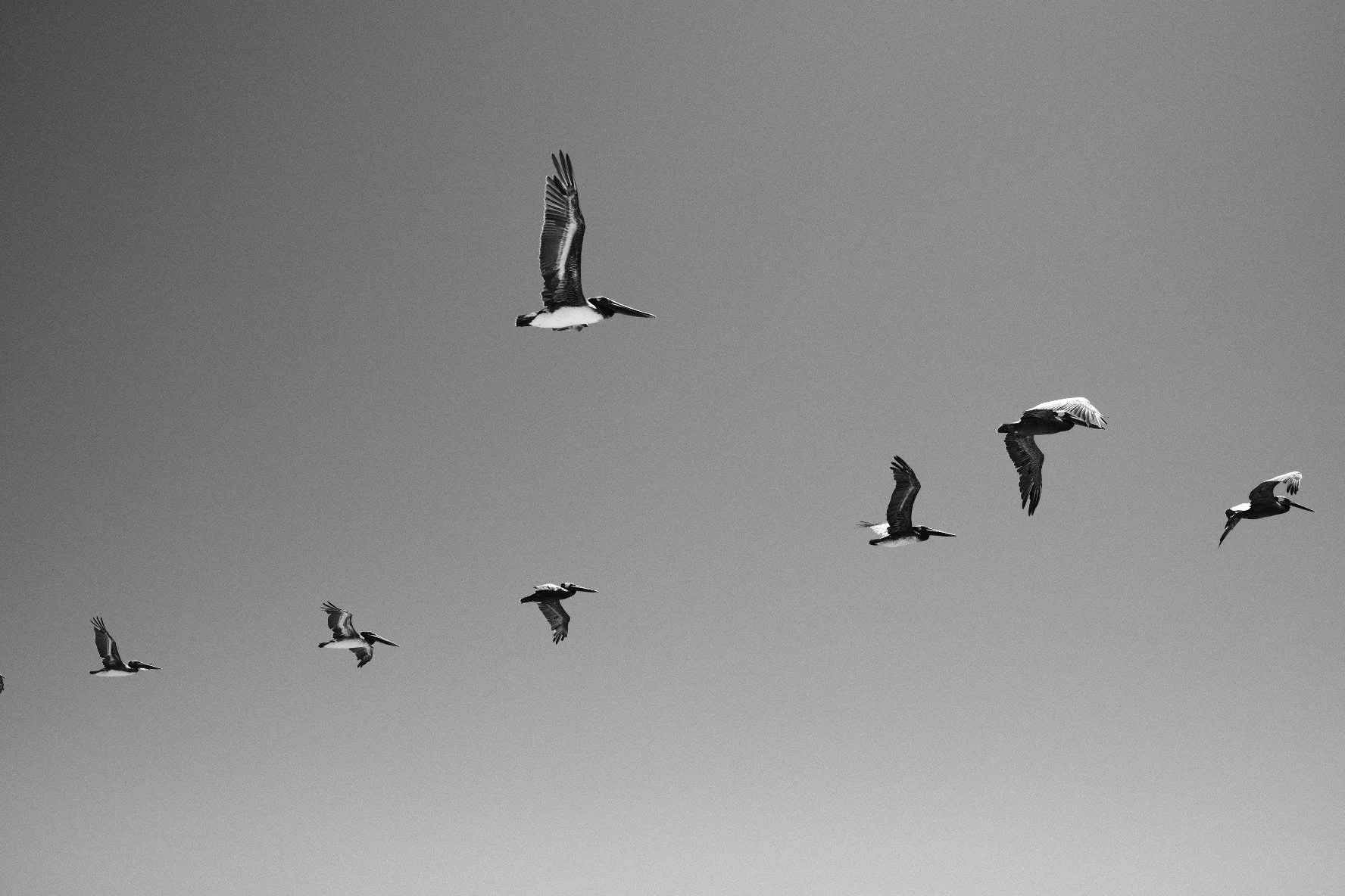 DSCF4950.jpg