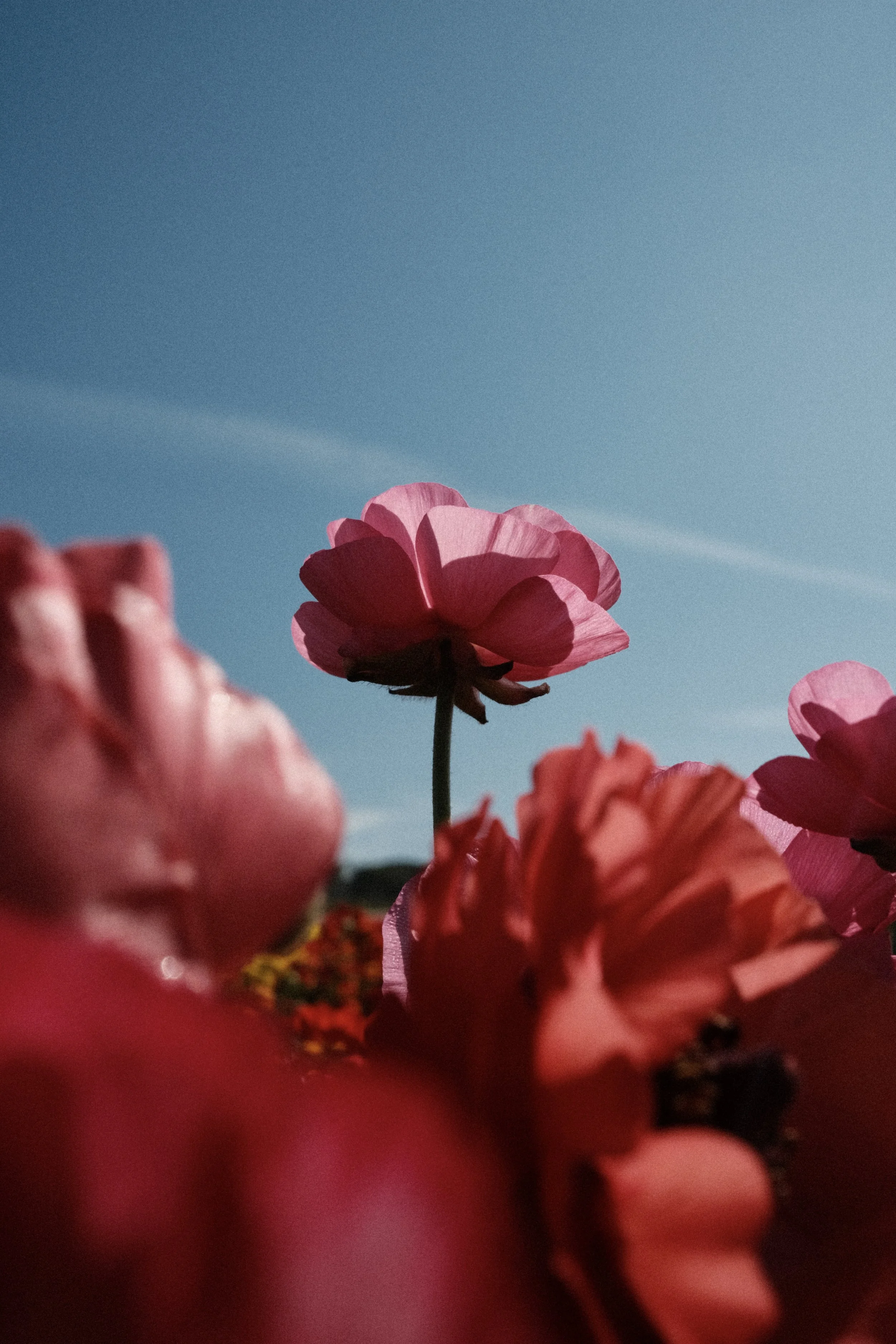 DSCF3460.jpg