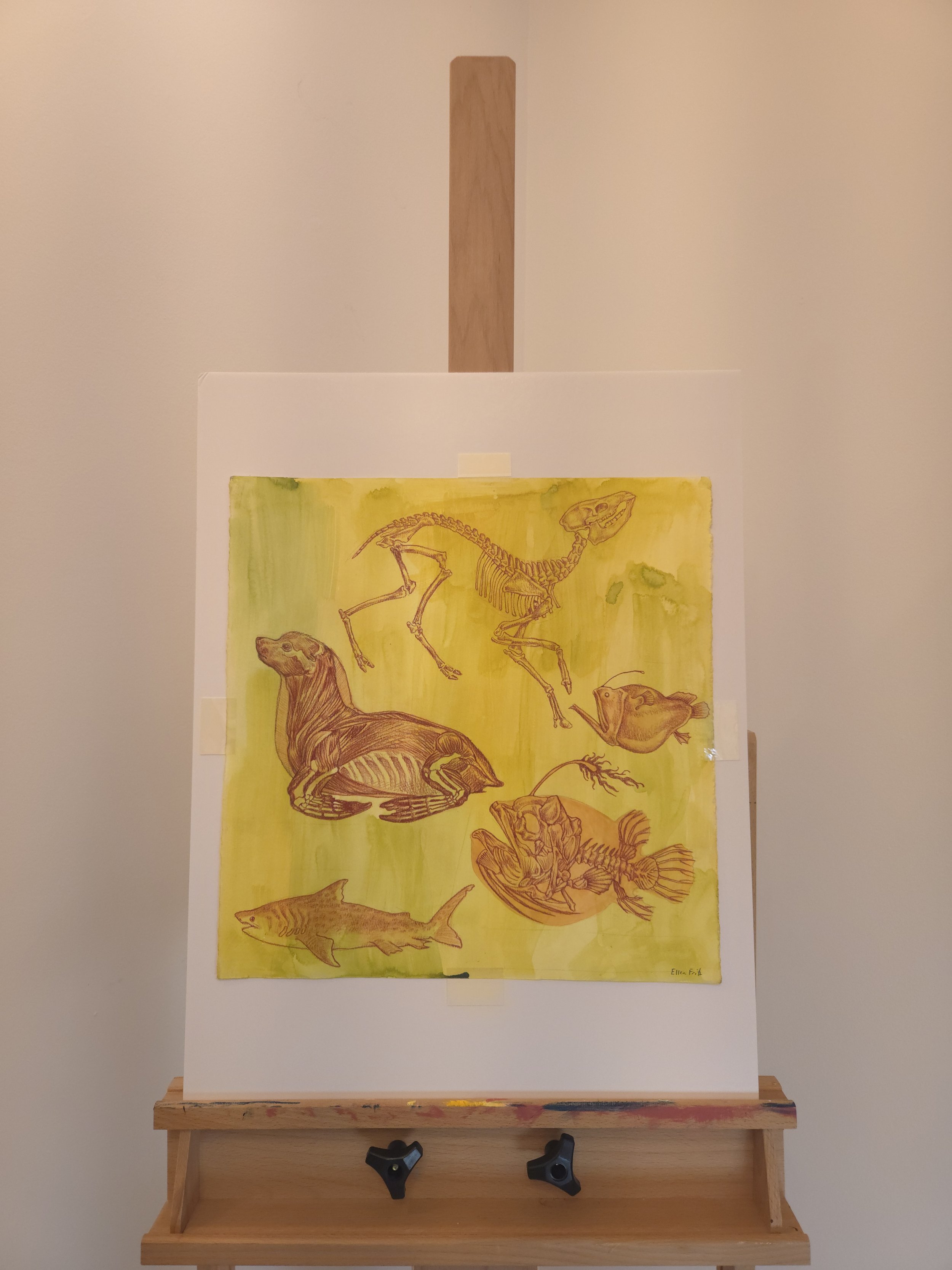 "Anatomical Study" (Copy)