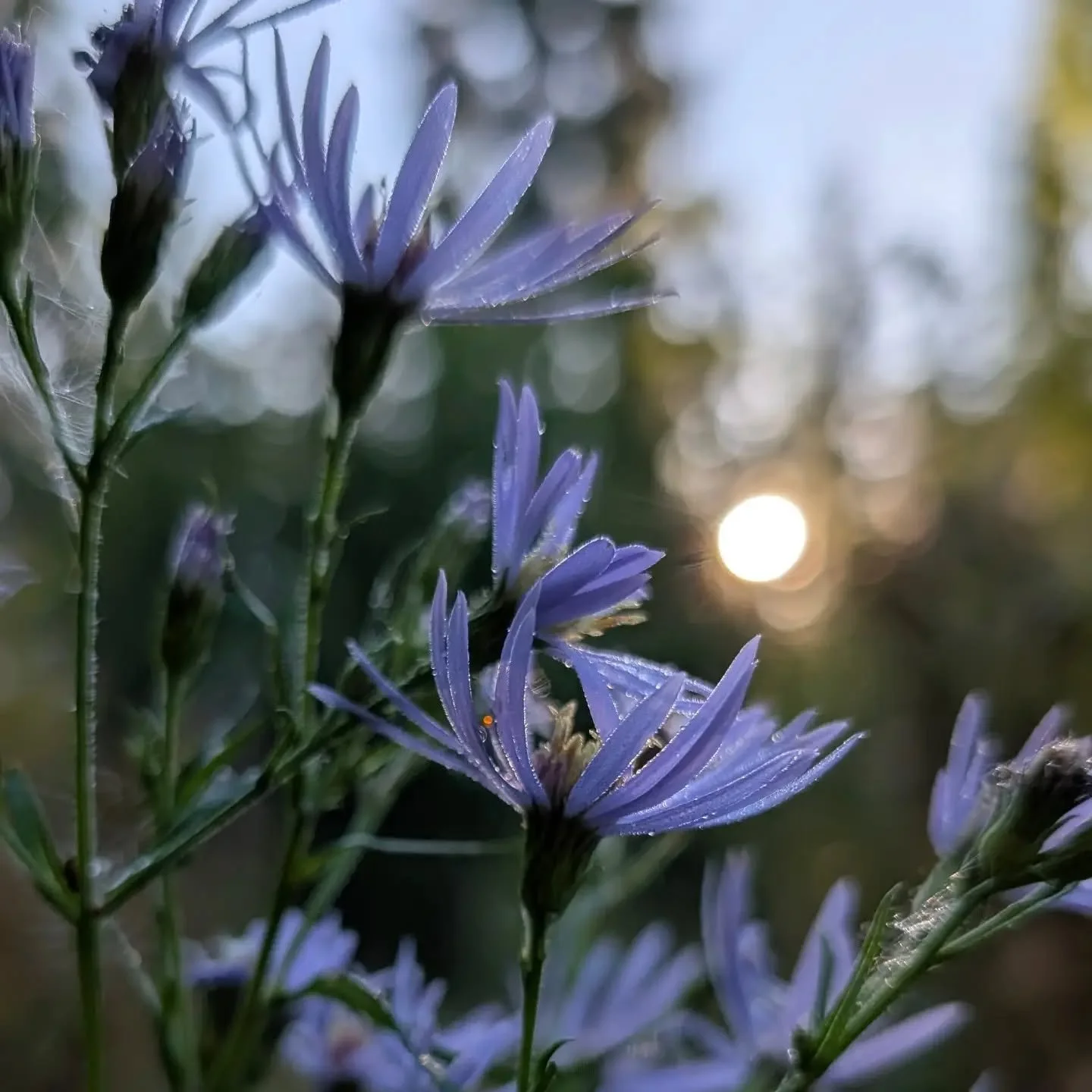 The morning light has been beautiful these past few days while out walking with the dogs, they are so patient with me stopping here and there to photograph whatever catches my interest.
.
Given my love for realism with painting, especially when it co
