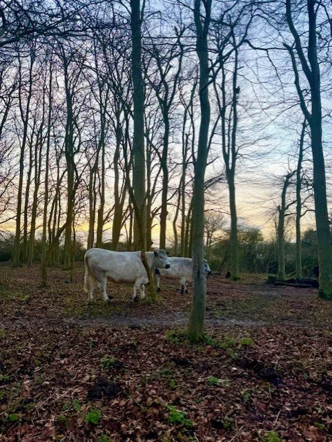 St Catherines Hill 4.jpg