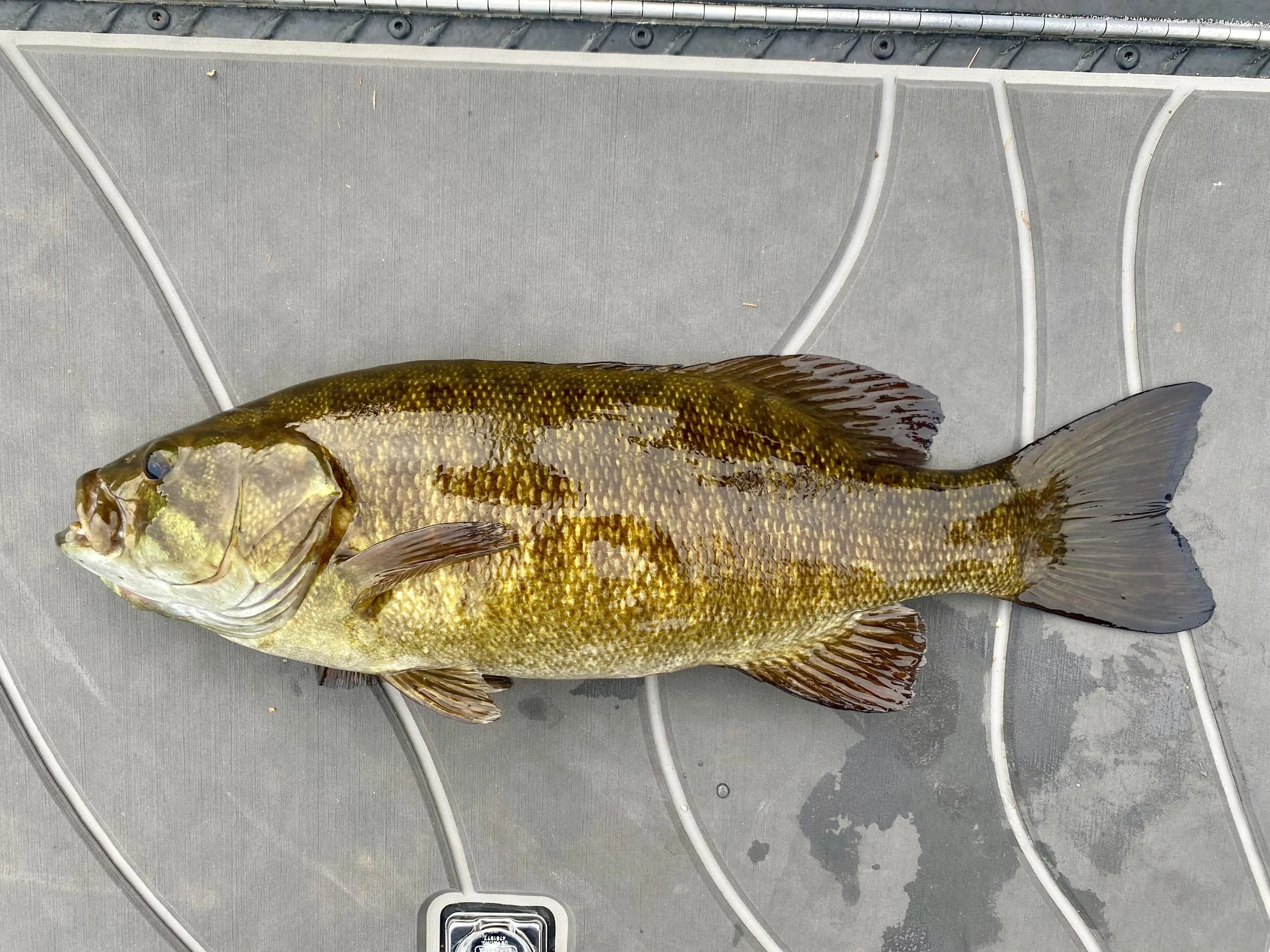 Upper Mississippi River Smallmouth Bass