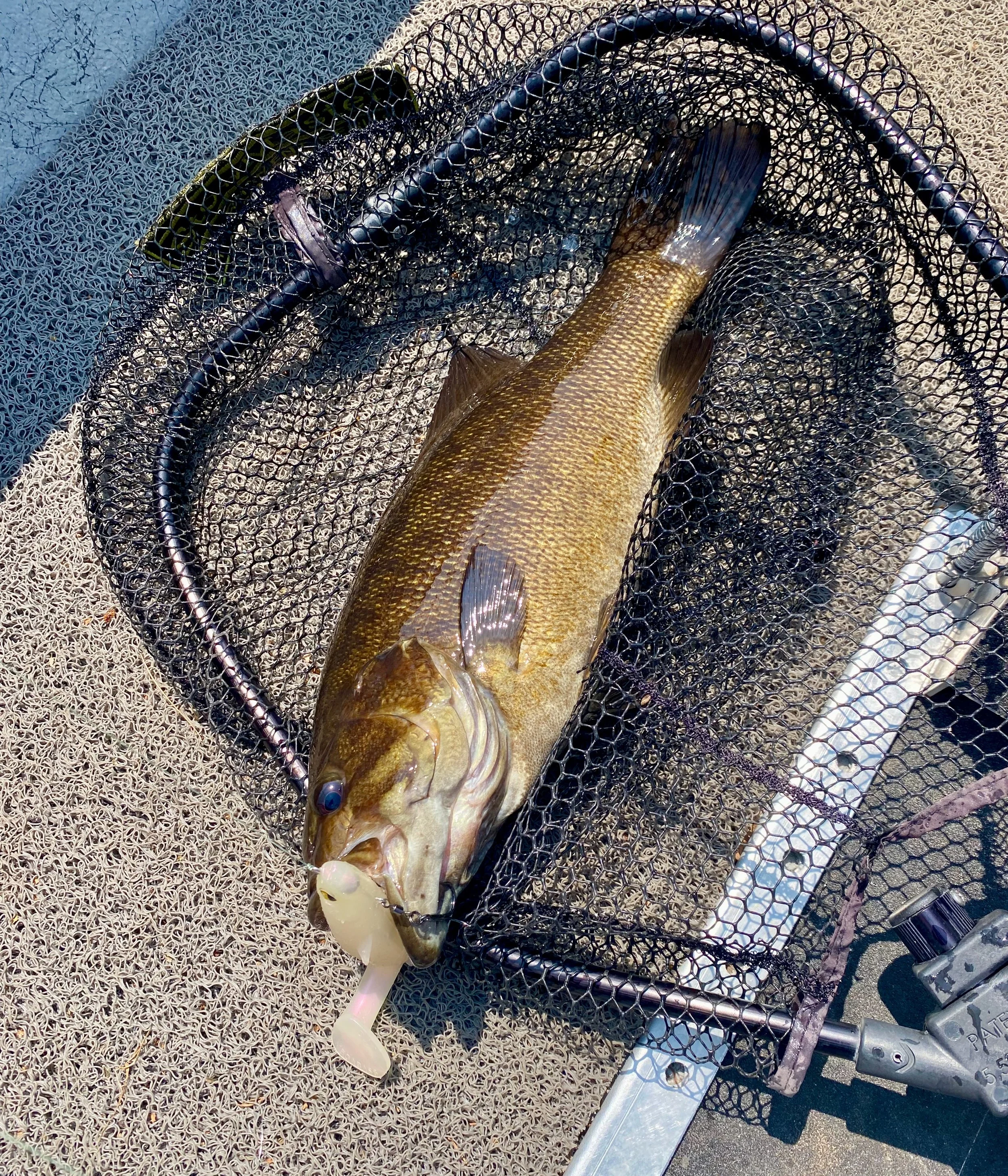 Upper Mississippi River Smallmouth Bass