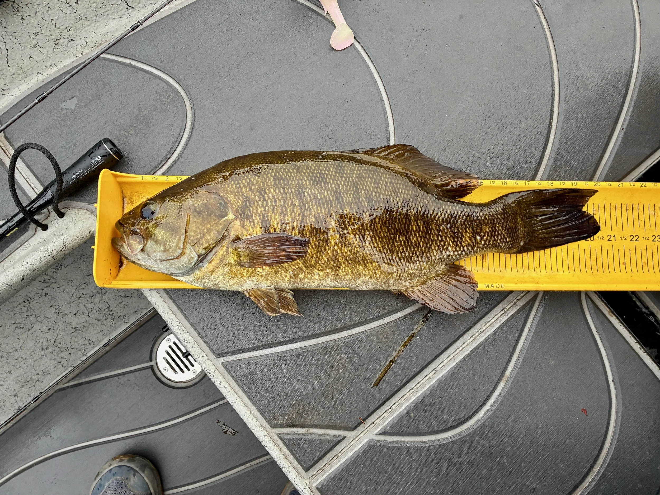 Upper Mississippi River Smallmouth Bass