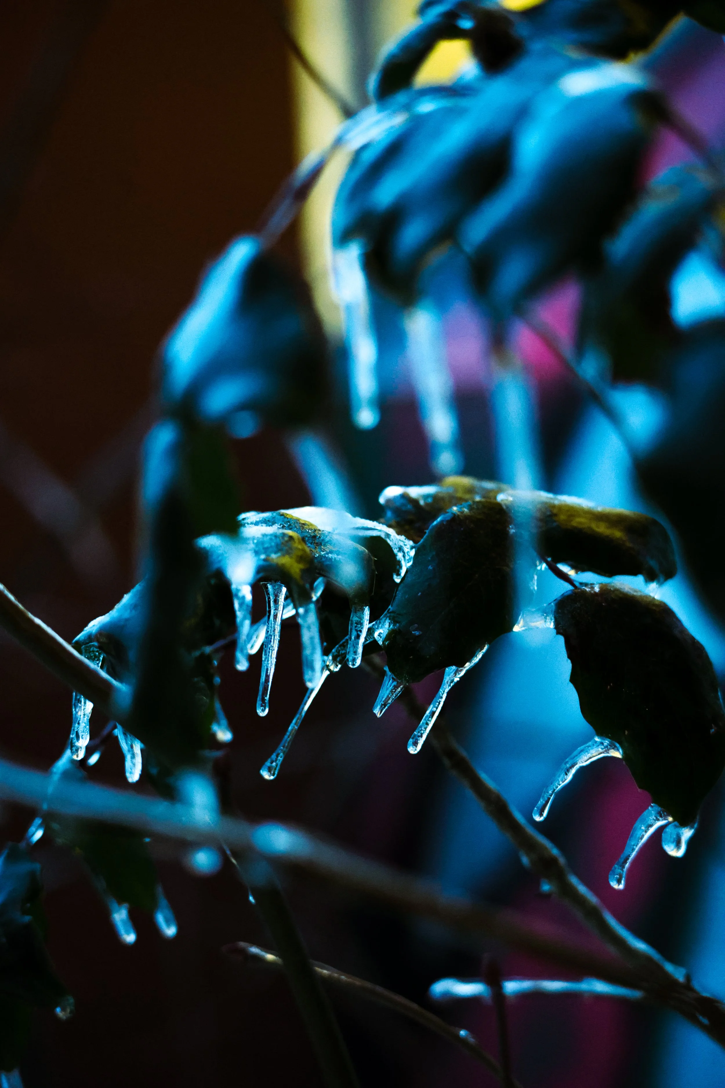 Close-up of a plant with leaves covered in ice, with icicles hanging from the edges of the leaves.