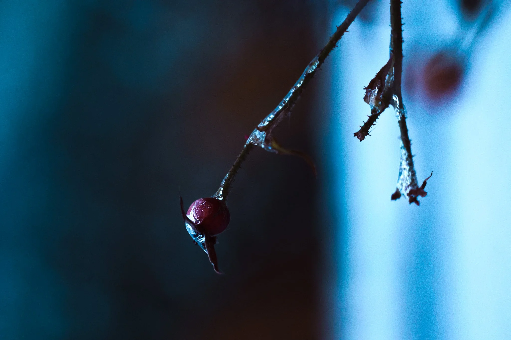 Close-up of a small red berry on a thin branch, with water droplets, against a blurred dark and blue background.