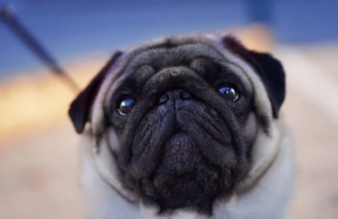 Hundeportraits