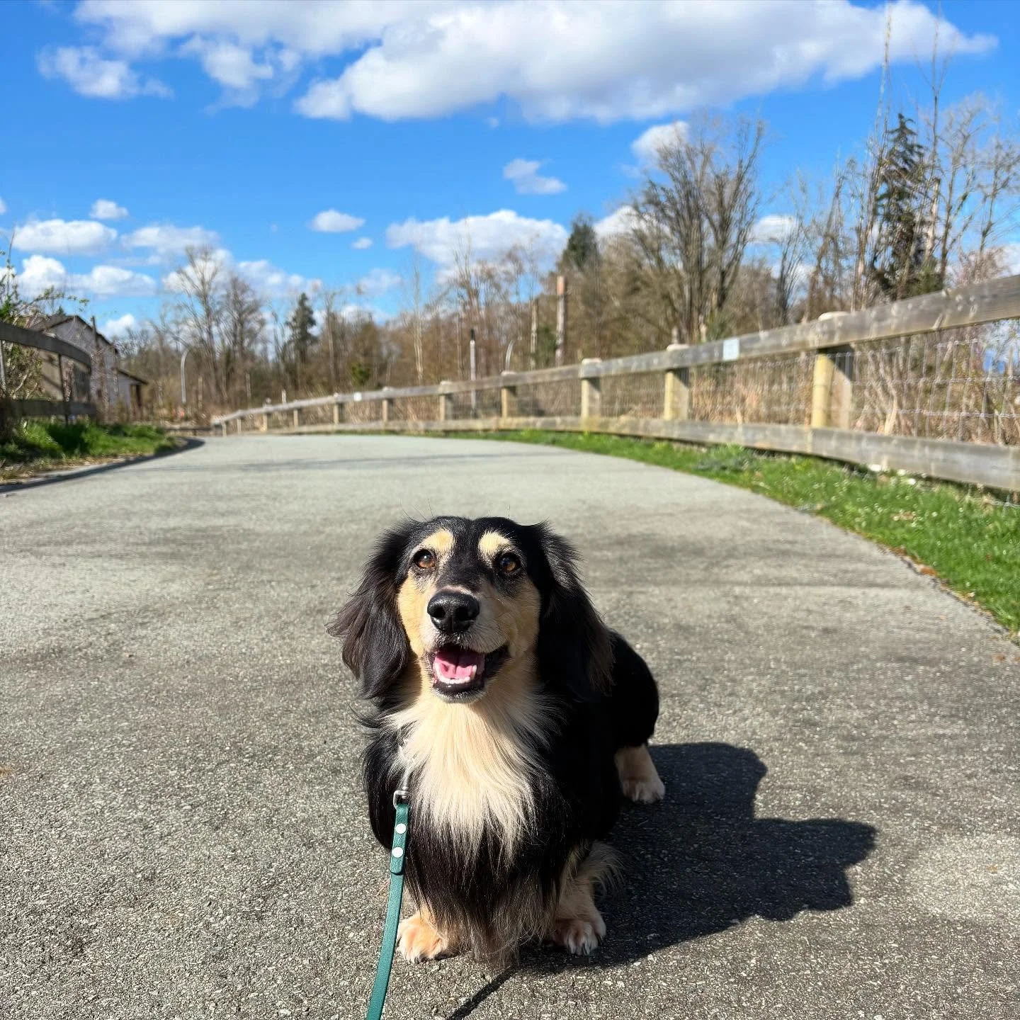 Earlier this afternoon, I took Pippin for a walk because it is a beautiful early spring day and I wanted to enjoy some sunshine. Well, our walk got off to a rocky start when two dogs rushed us (one off leash and one on an essentially broken Flexi). I