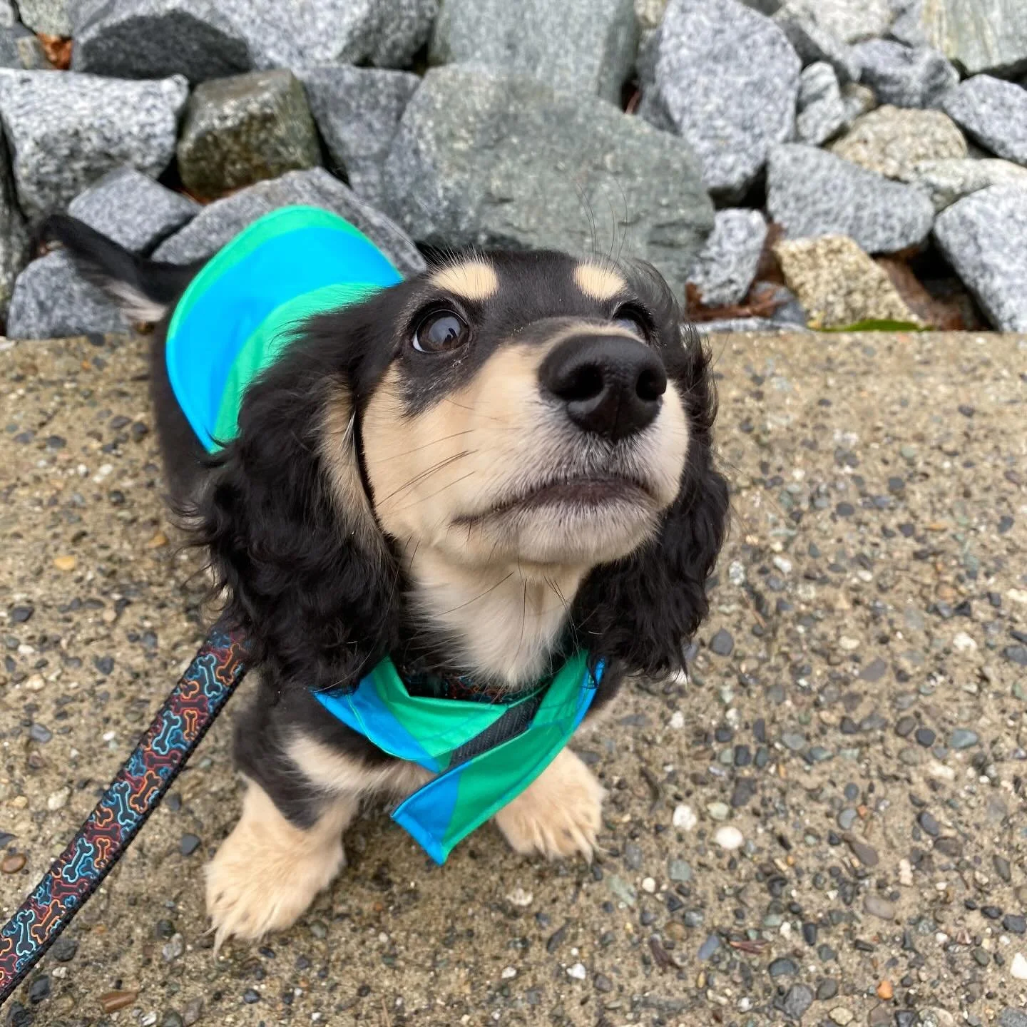A little puppy throwback because the puppy fever is bad over here! How was he ever that little? He grew out of his little puppy raincoat so quickly! 😭💚🐾