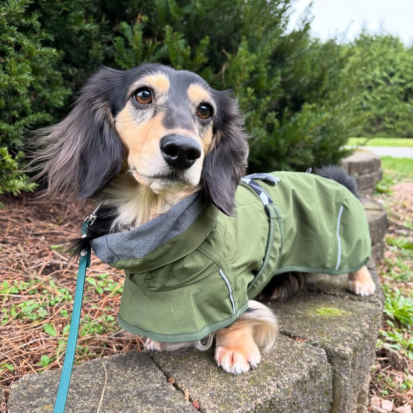 Handsome in @hurttacollection. 💚🐾🍃