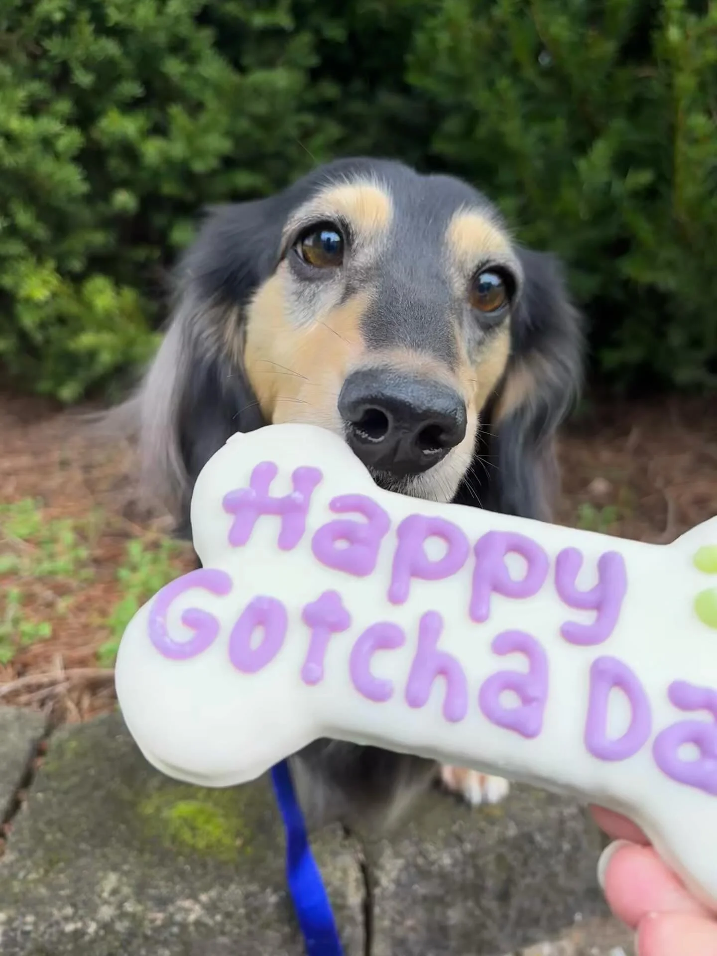 Happy Gotcha Day to this goofy, sweet, naughty, and curious little Hobbit Dog! Can&rsquo;t believe it has been four years since you joined our family. Thank you for being my sidekick and getting me back into the world of dog sports. Forever grateful 