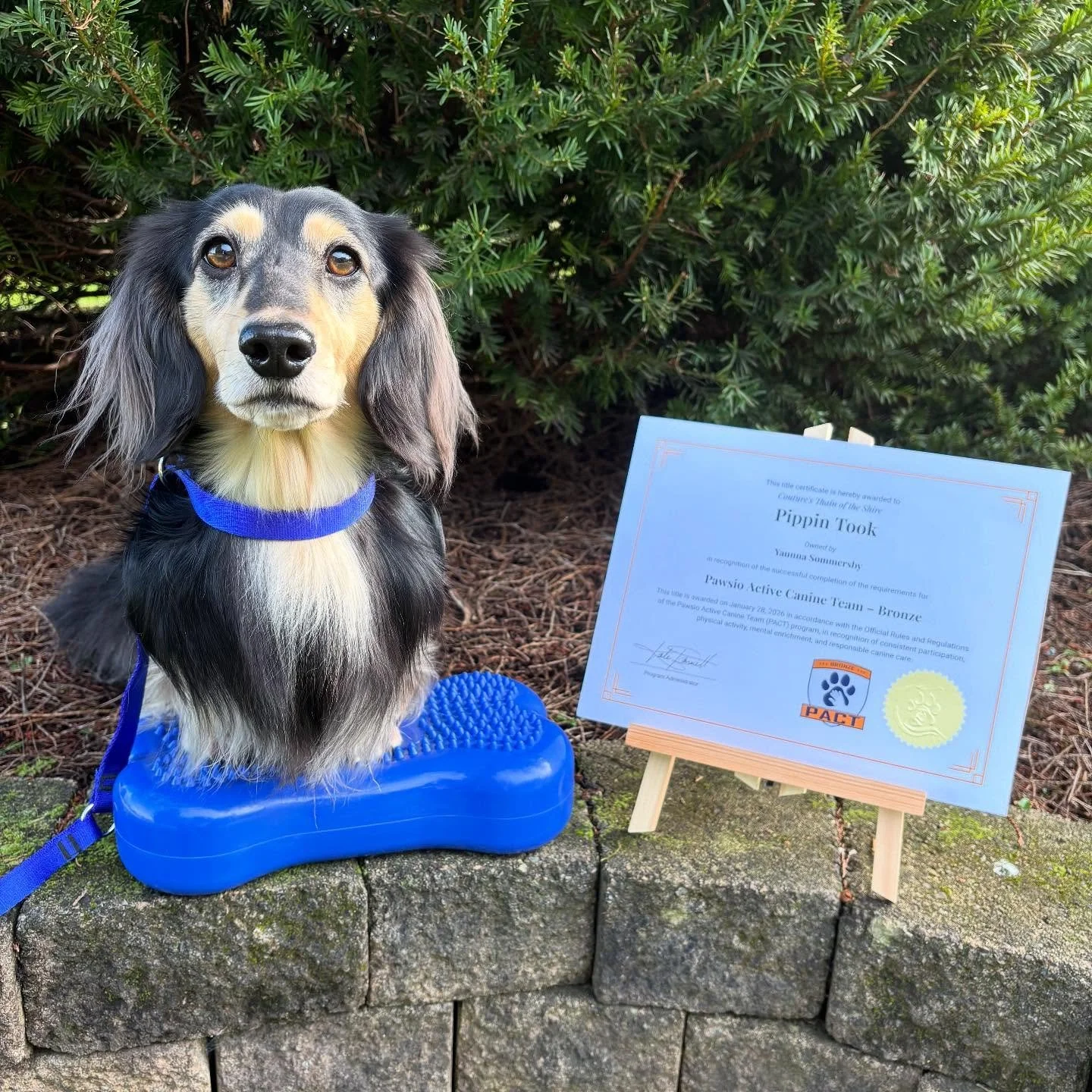 Pippin got mail today! We can officially add PACT-B to his name. Our first title of 2026 and his 26th title overall! Love having options for working on titles and his fitness and conditioning from home. 🐾💙

He is now CAN GCh Couture&rsquo;s Thain o