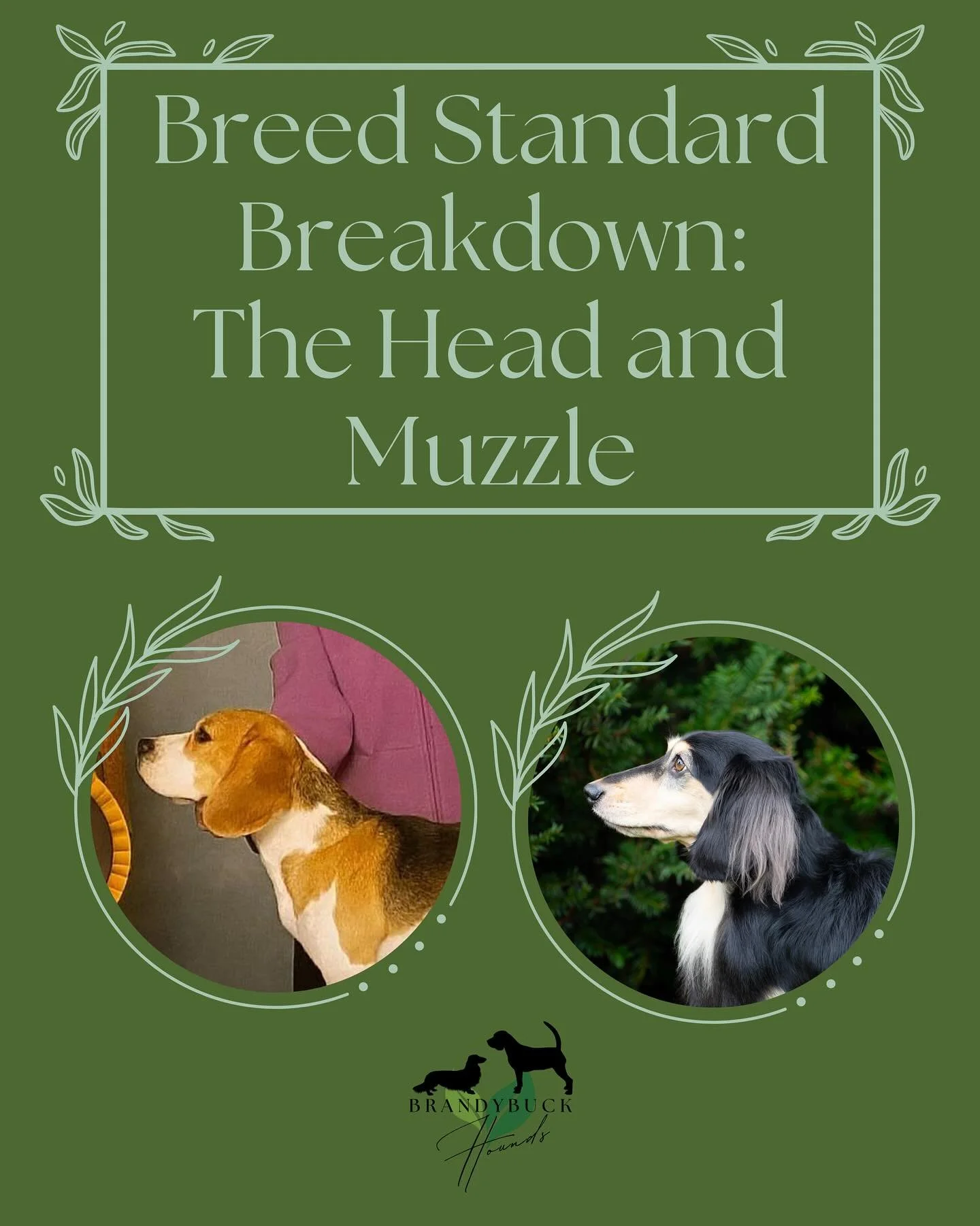 Time for more Breed Standard Breakdown! I am in no way an expert and I am constantly learning, which is why making this content has been fun. Study your Standards! The head and muzzle are so important for Scent Hounds. They are not just for looks and