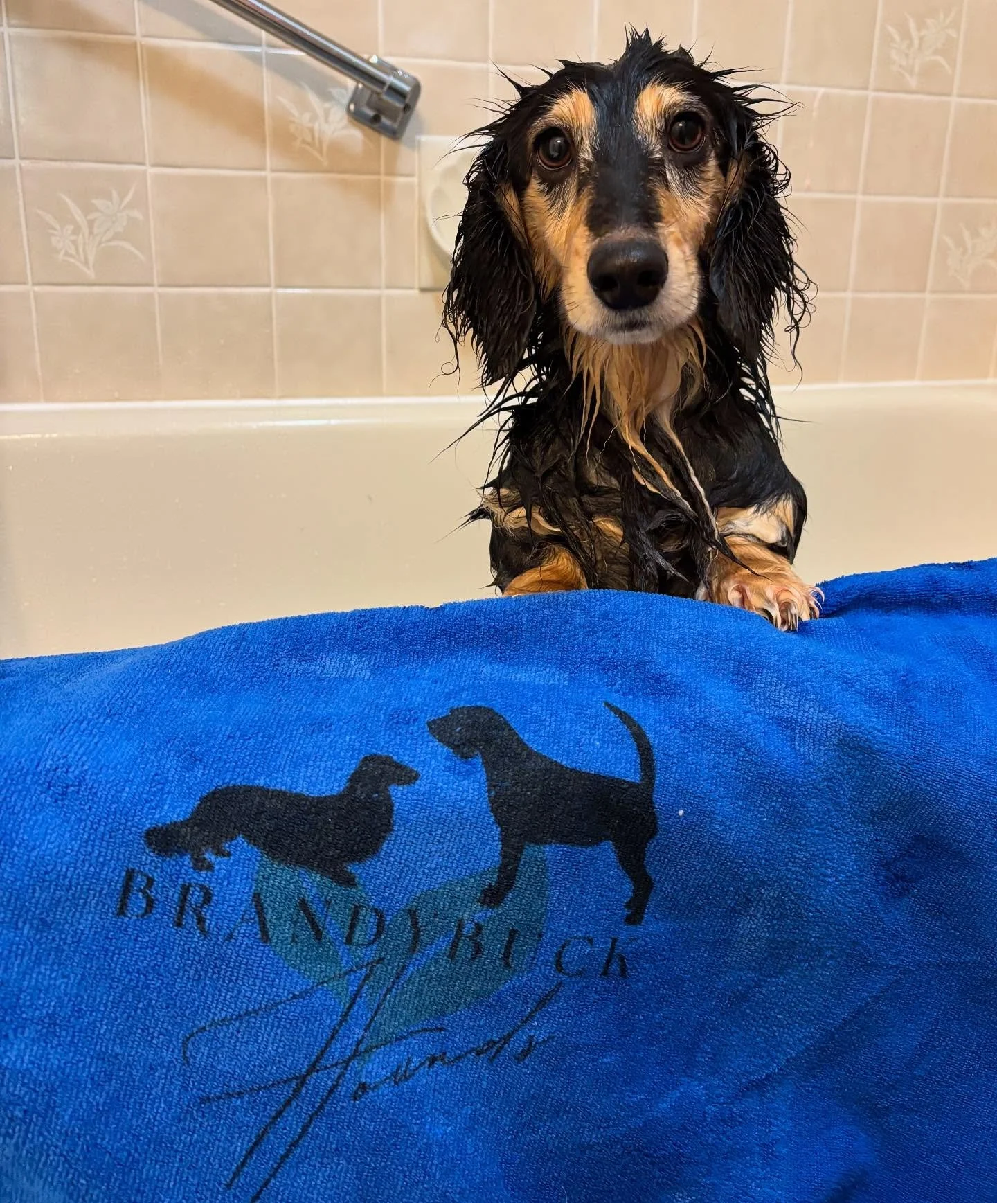 Yesterday was bath and brush out day for the floofy boy! 💙🐾🛁