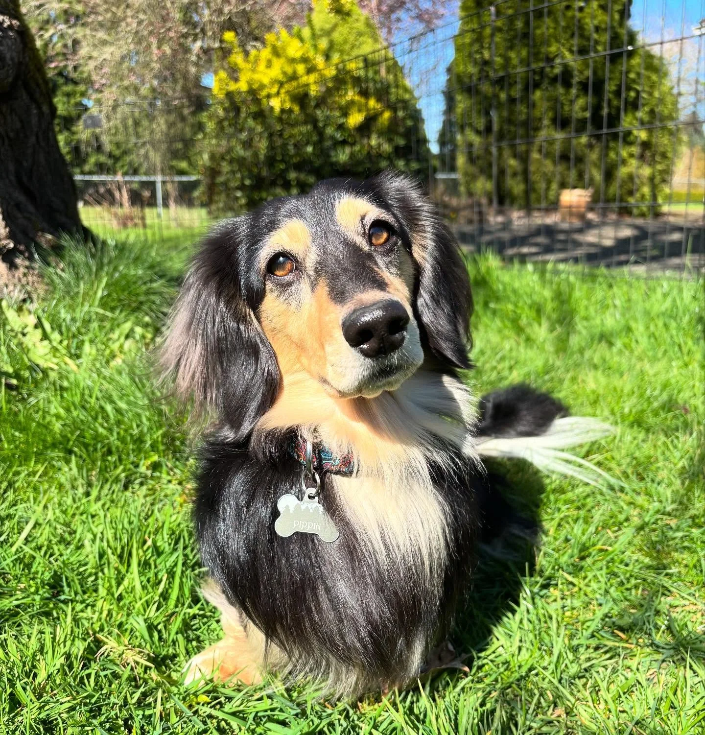 Dachshunds are notorious sun seekers. ☀️🐾💚