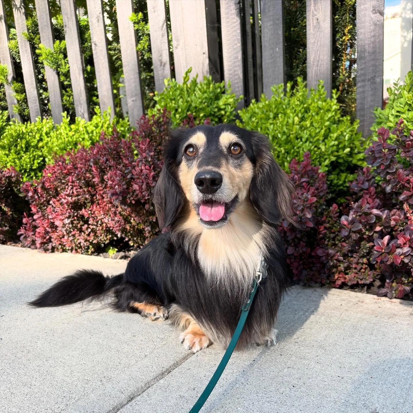 Any other dog girlies tired of being a woman and being anxious about walking your dog, even in broad daylight? Just me? What do you do to feel safe while out on walks or adventures with your dogs? 🐾