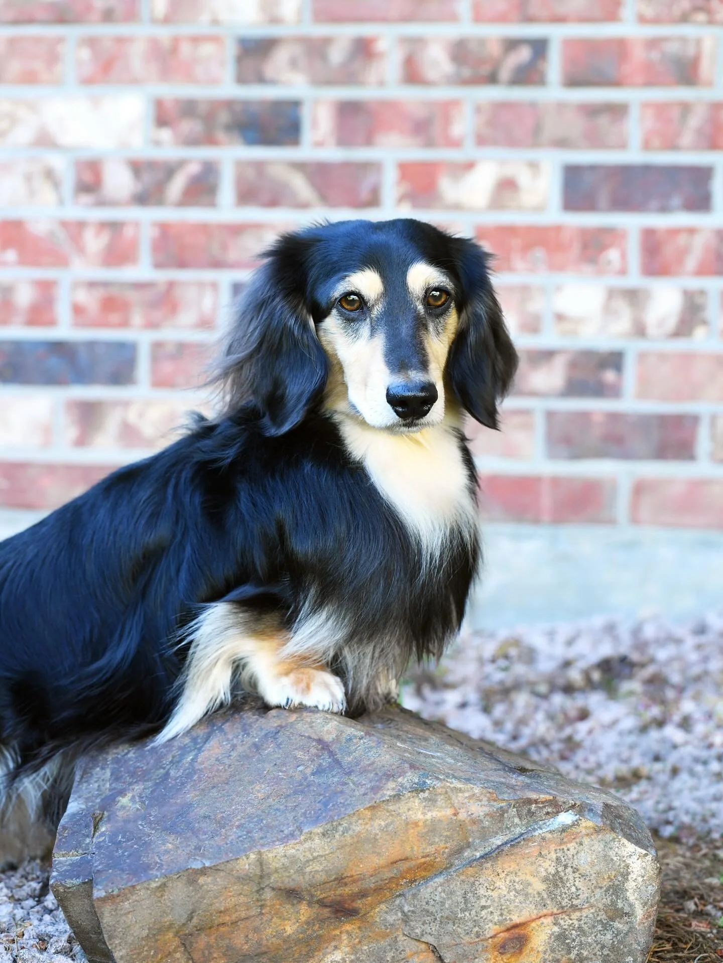 Got some new photos of my handsome little Hobbit this afternoon! I love being able to show off his Dachshund structure and strength with poses like this. 🐾💚🍃