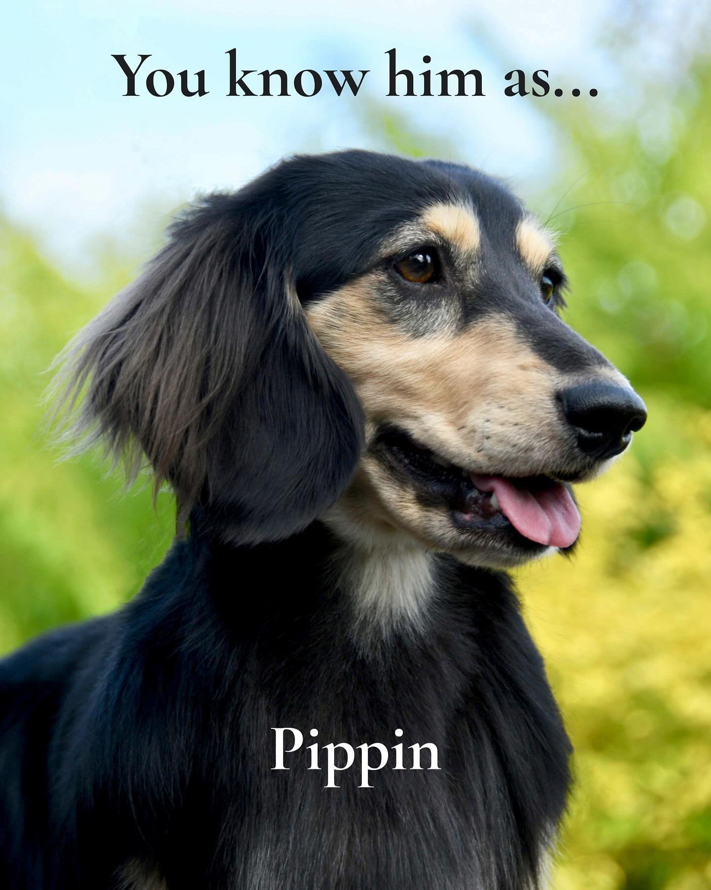 Had to jump on this trend! Pippin has so many nicknames from me, family, and friends. I love the random evolution of pet nicknames! Which one is your favourite? 💚🐾🍃