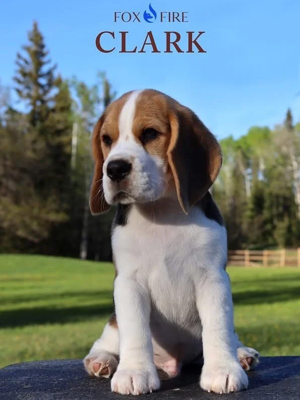 The bags are (mostly) packed. Flights are checked into. Pippin&rsquo;s meals for the weekend are prepped. Tomorrow a new adventure awaits and I am so excited I can barely stand it! Strider is now nine weeks old and growing up very quickly. 🥺

Thank 