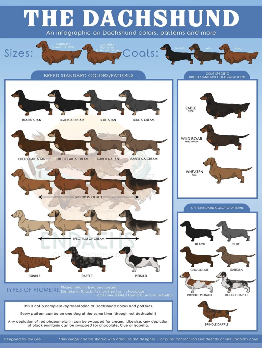 An infographic on Dachshund colours, patterns, sizes, and coat types.