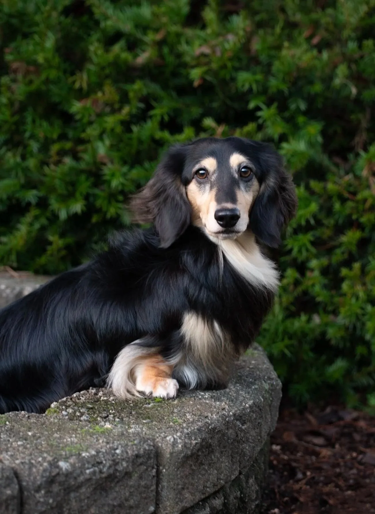 Portrait of Pippin
