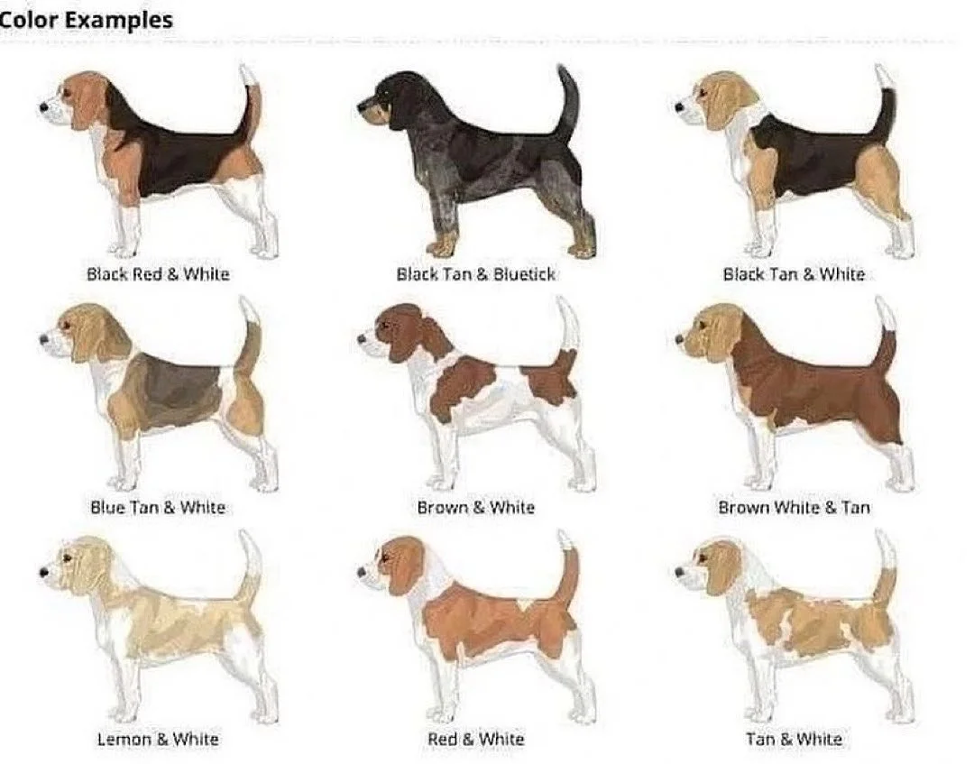 An infographic featuring breed standard Beagle coat colours.