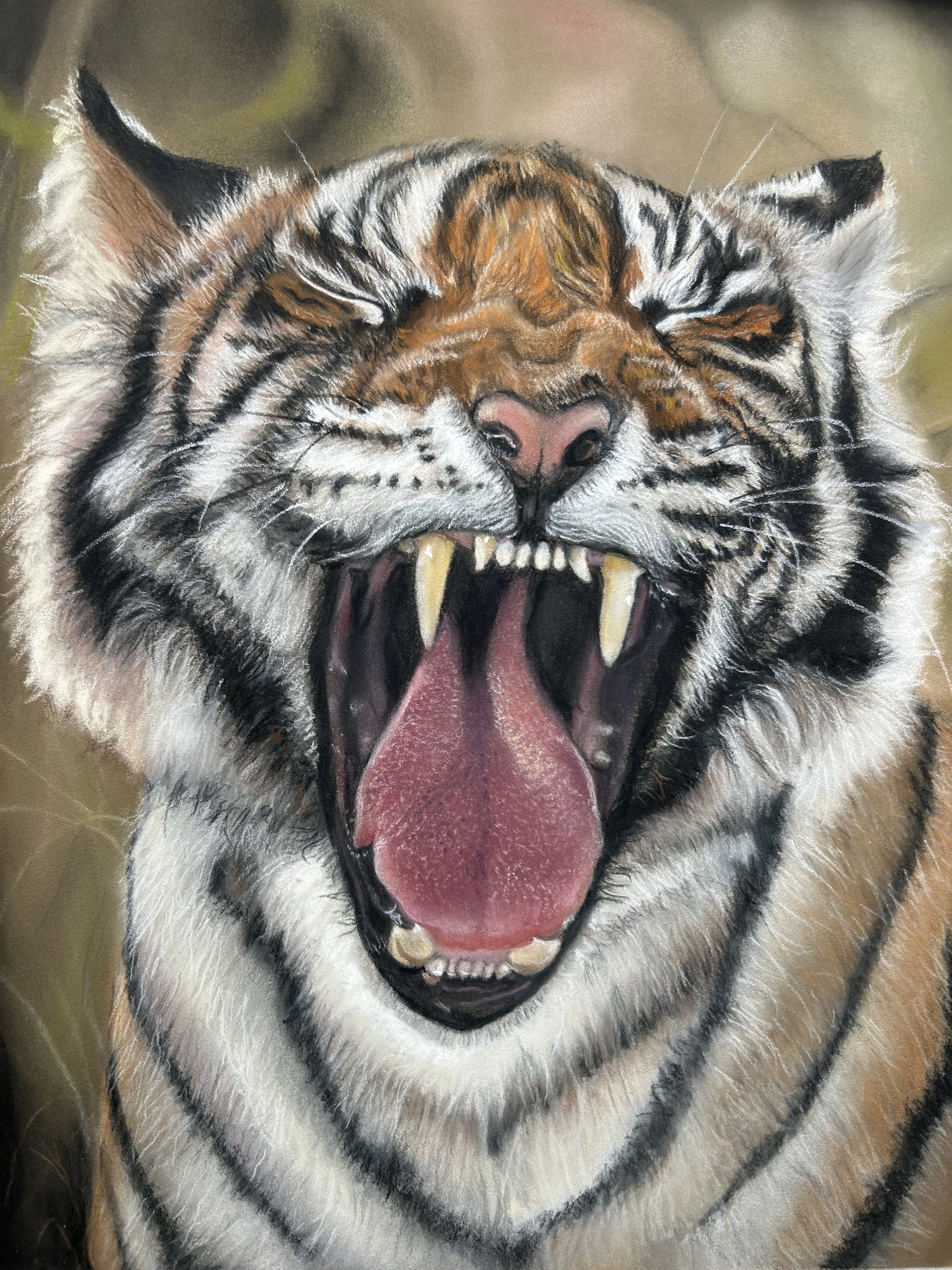 Close-up of a yawning tiger with its mouth open, showing sharp teeth and pink tongue, in a natural setting.