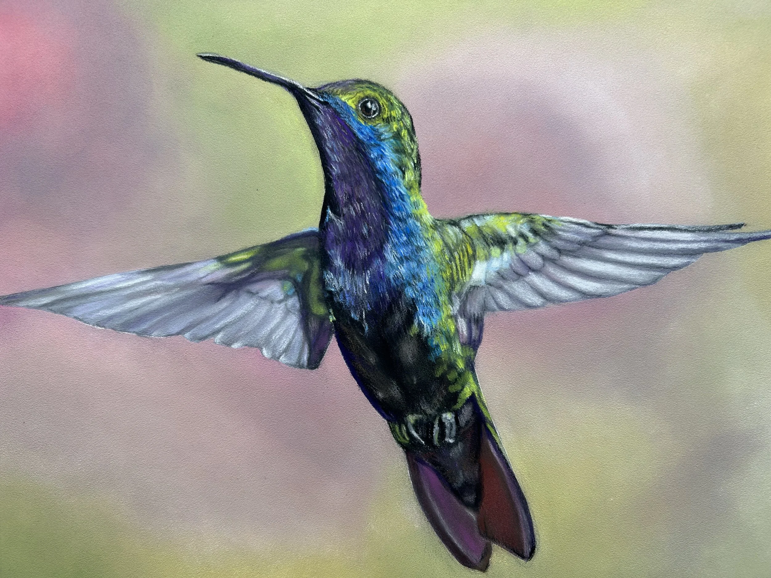 Hummingbird in flight Print
