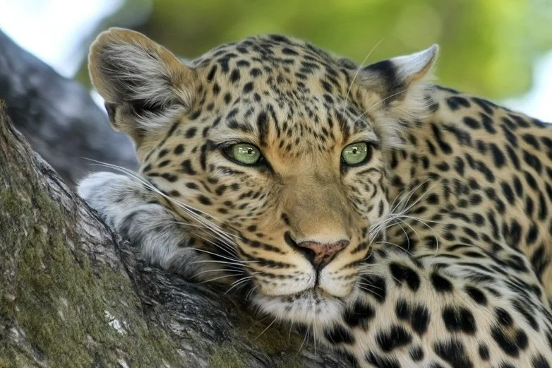 Resting Leopard Print