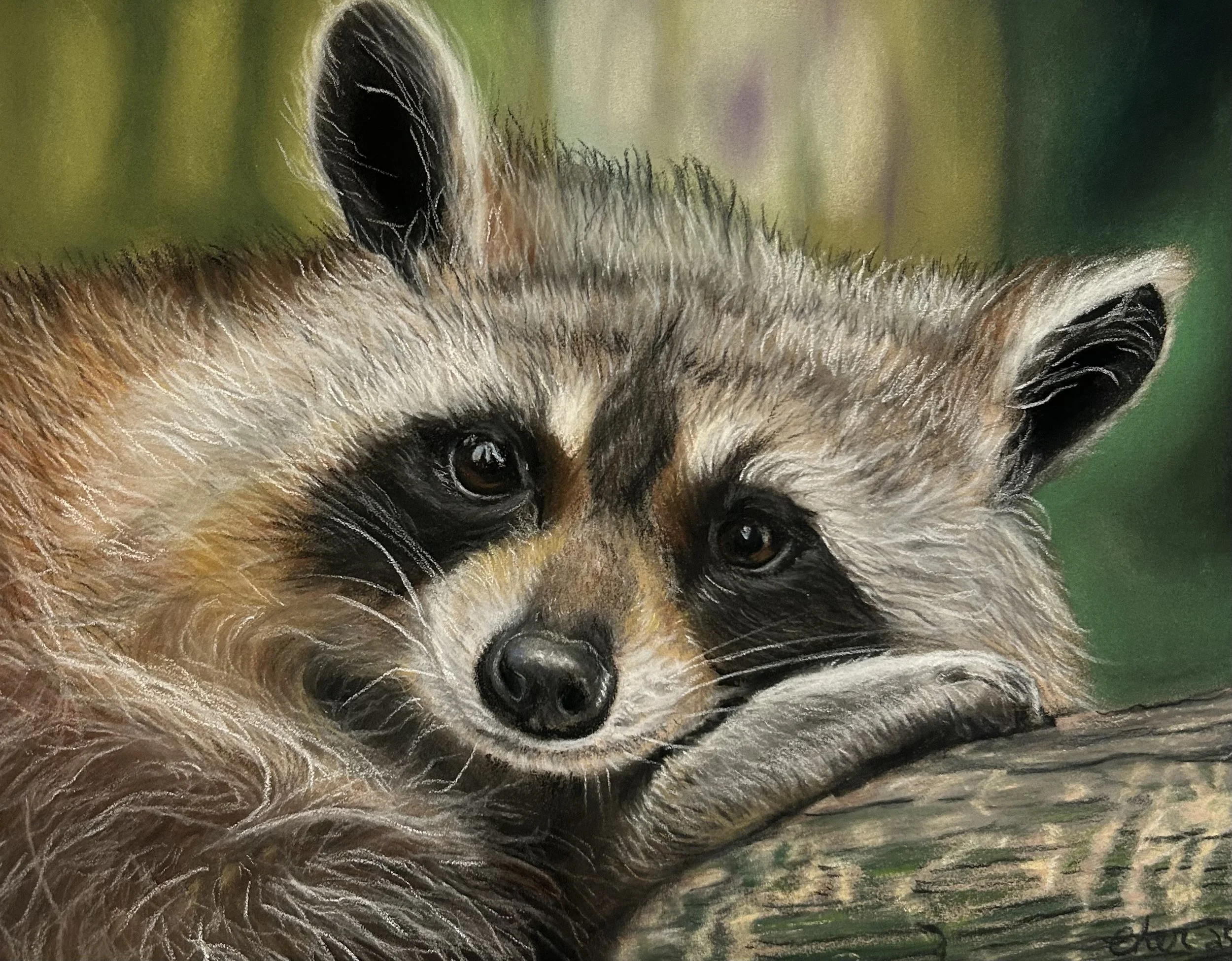 Raccoon Posing Print