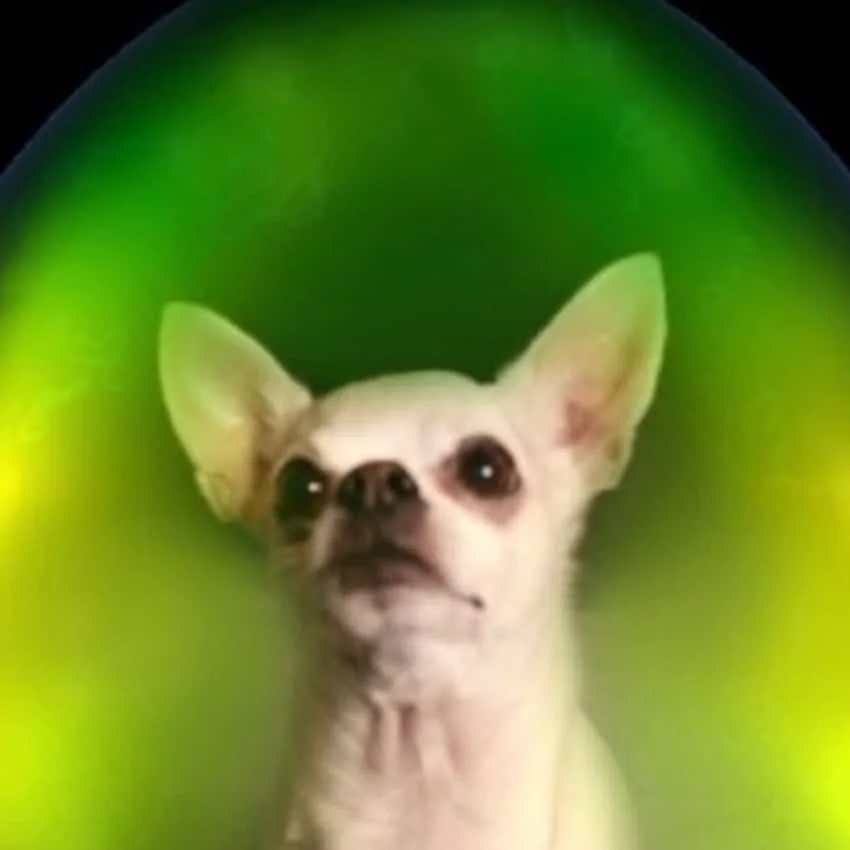 Animal Aura (Dog & Cat Only)