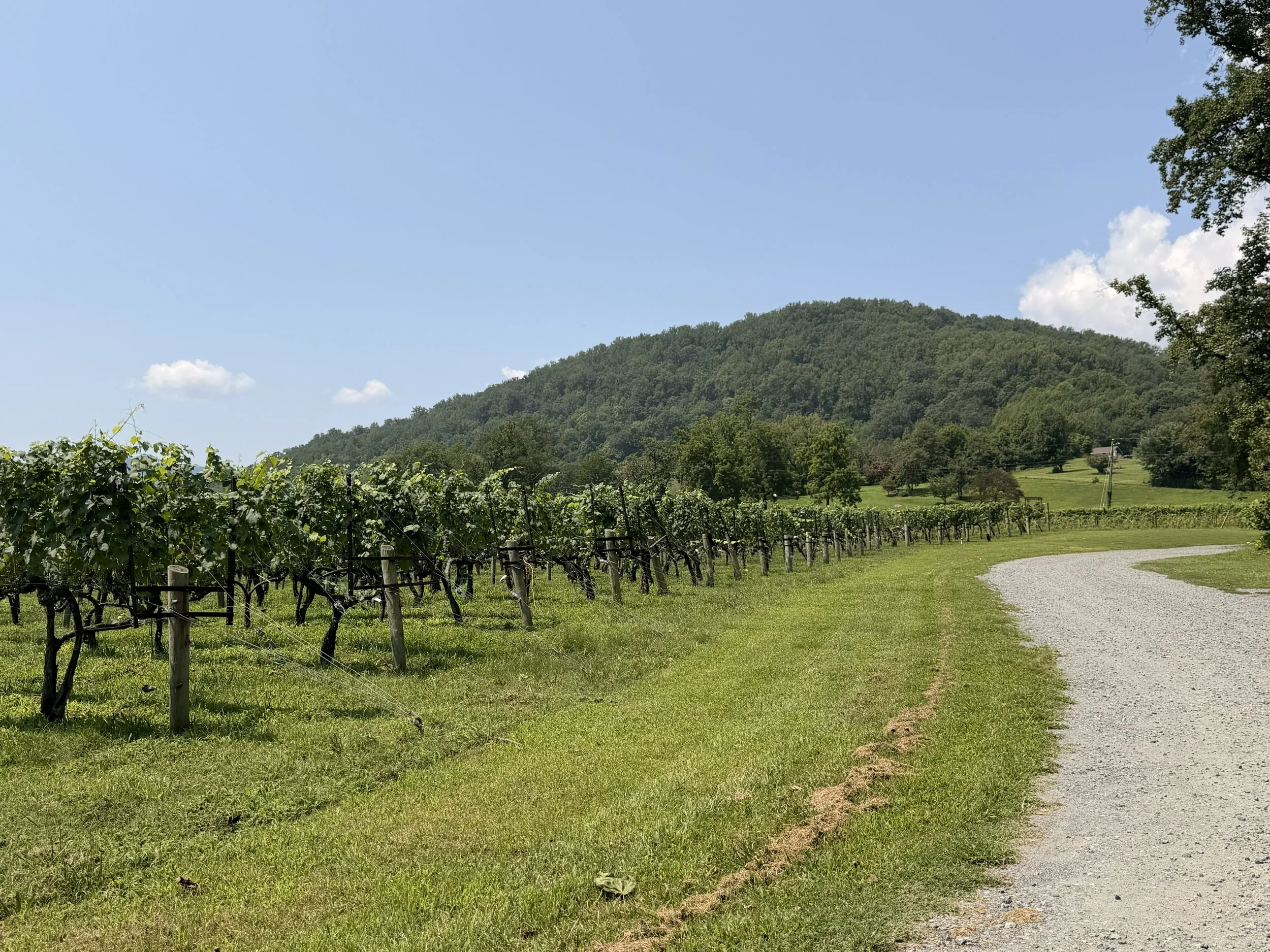 Vineyard with rows of grapevines, green hillside in the background, blue sky with scattered clouds, and a gravel walking path.