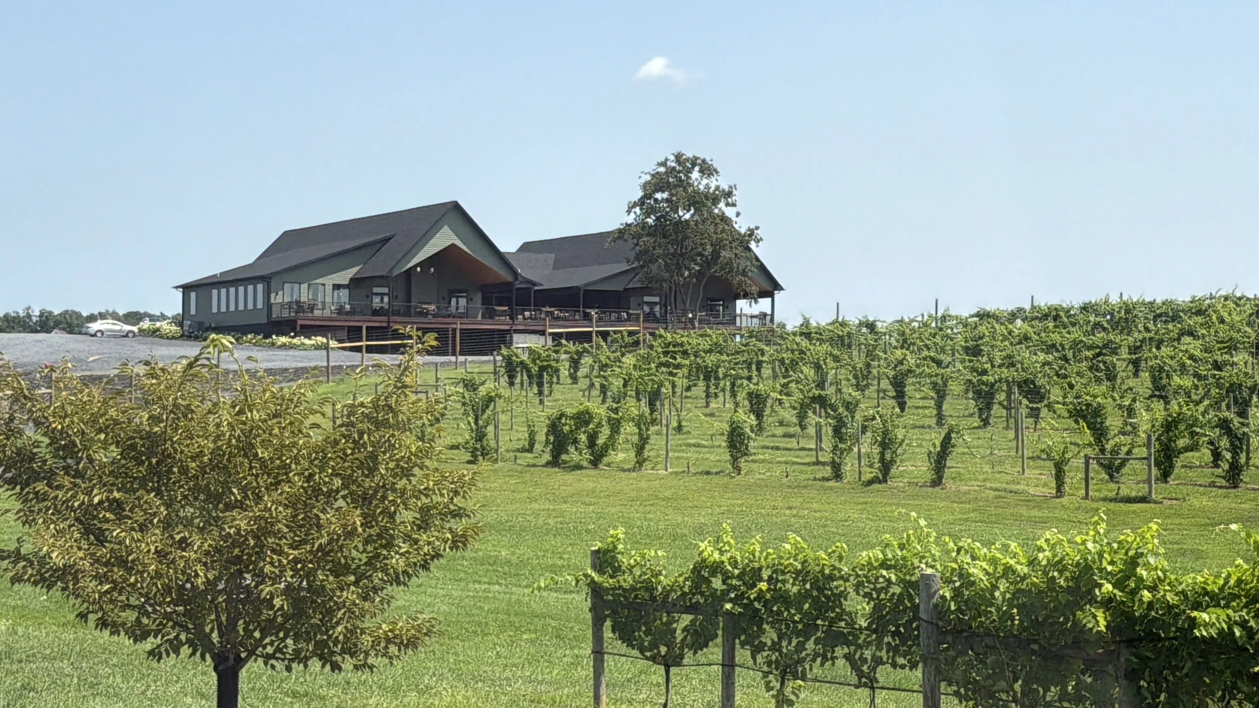 A modern house with a wine vineyard in the foreground, green grass, trees, and a clear blue sky with a small cloud.