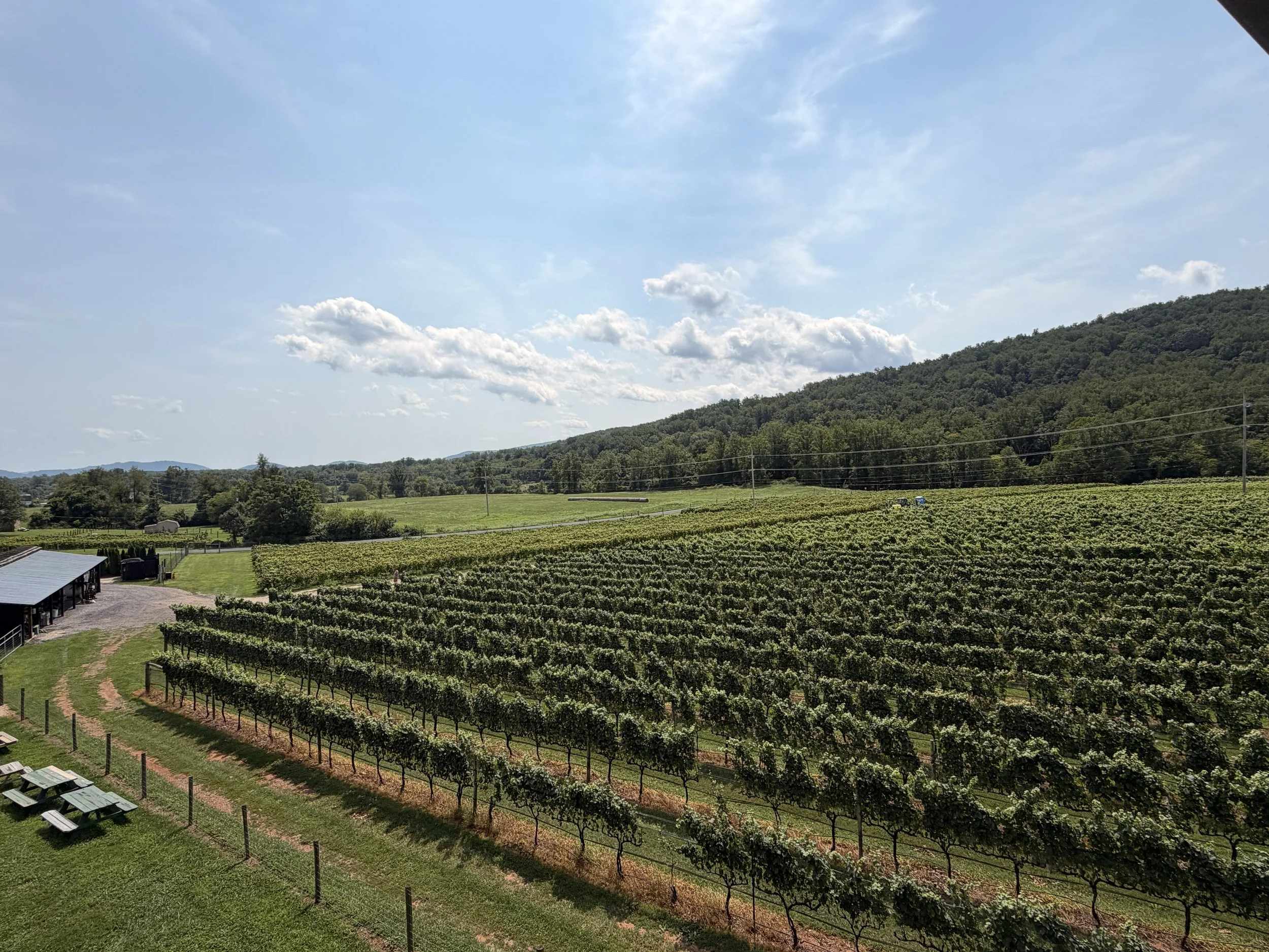 Vineyard with rows of grapevines, a green field, a small building, and hills in the background under a blue sky with scattered clouds.