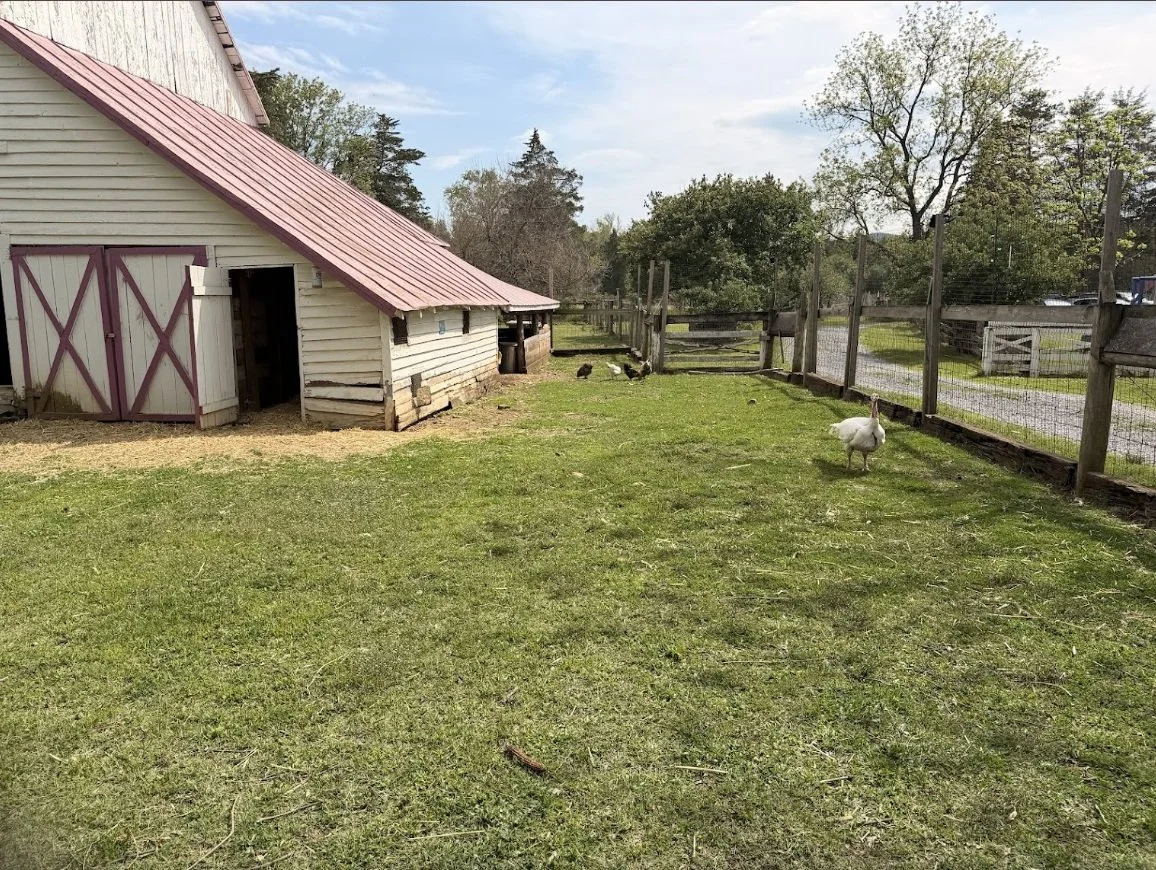 A small farm scene with a white barn that has purple trim and a red roof. There are chickens and a goose in a grassy enclosed yard, with trees and a dirt path in the background.