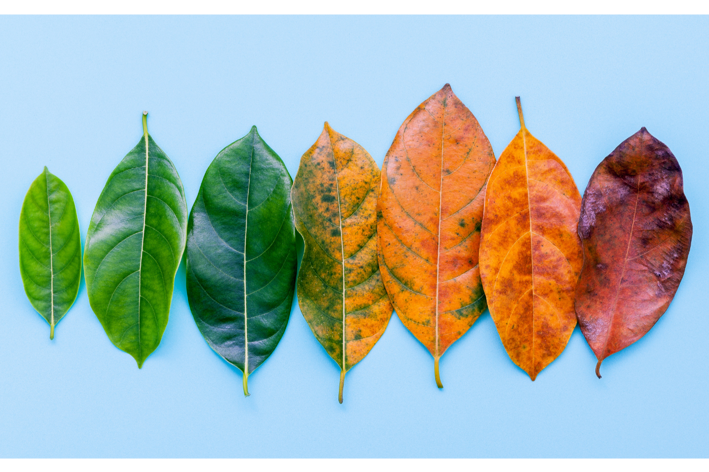 Seven leaves arranged from green to brown, showing the changing colors of autumn against a light blue background.