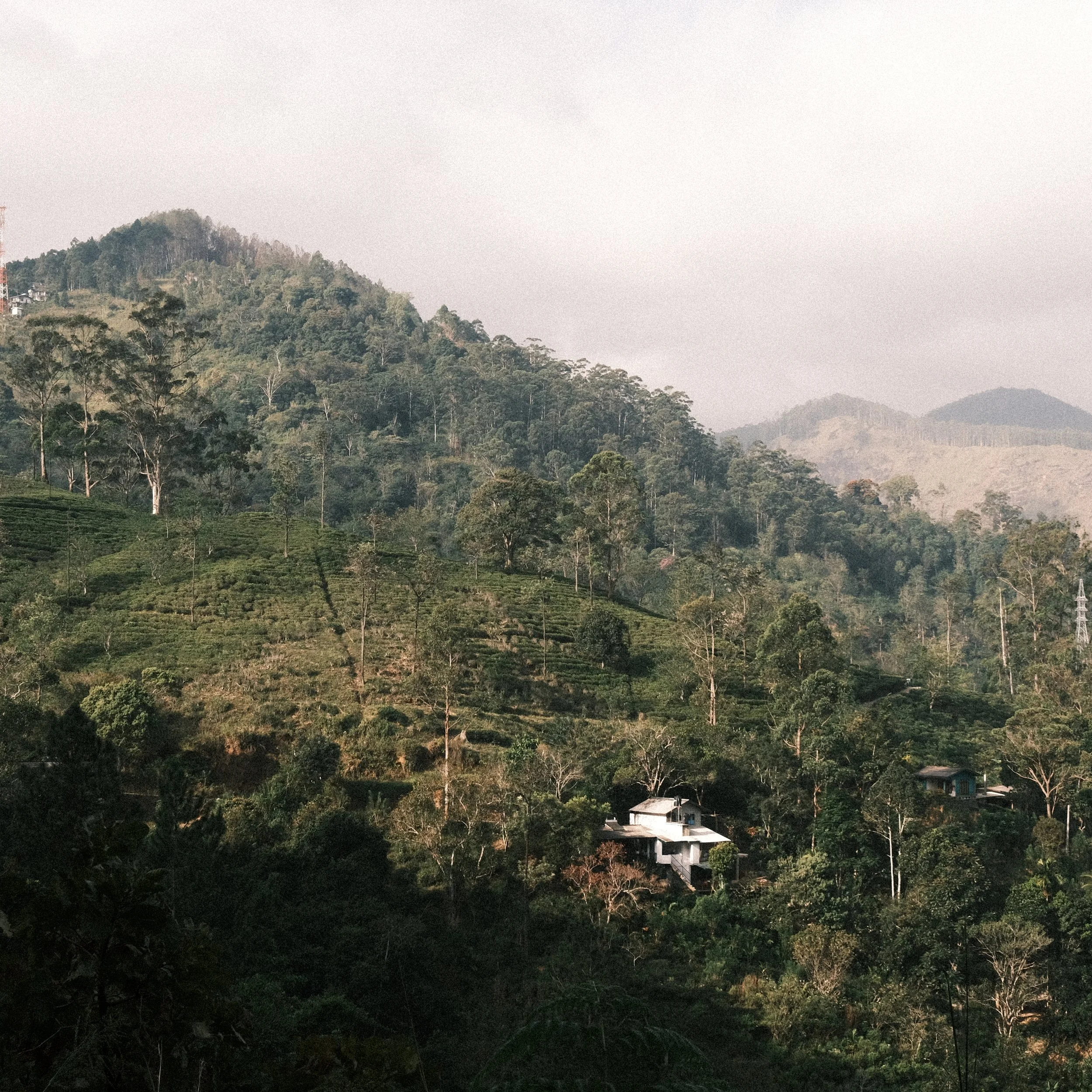 Montaña con cultivos de té en Ella