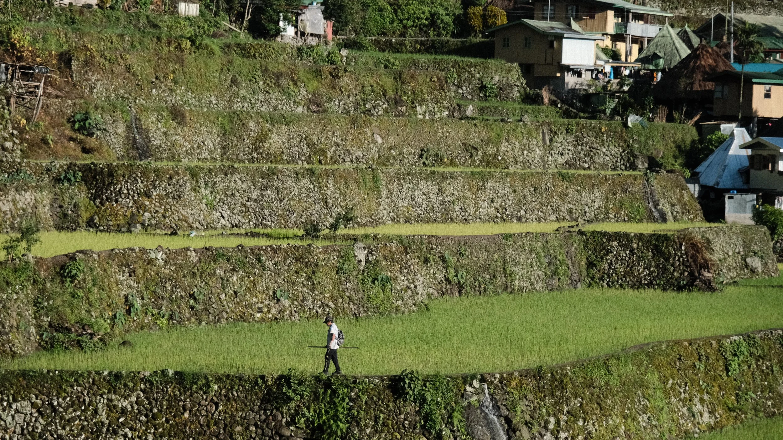 Hombre caminando al borde de arrozales en Batad