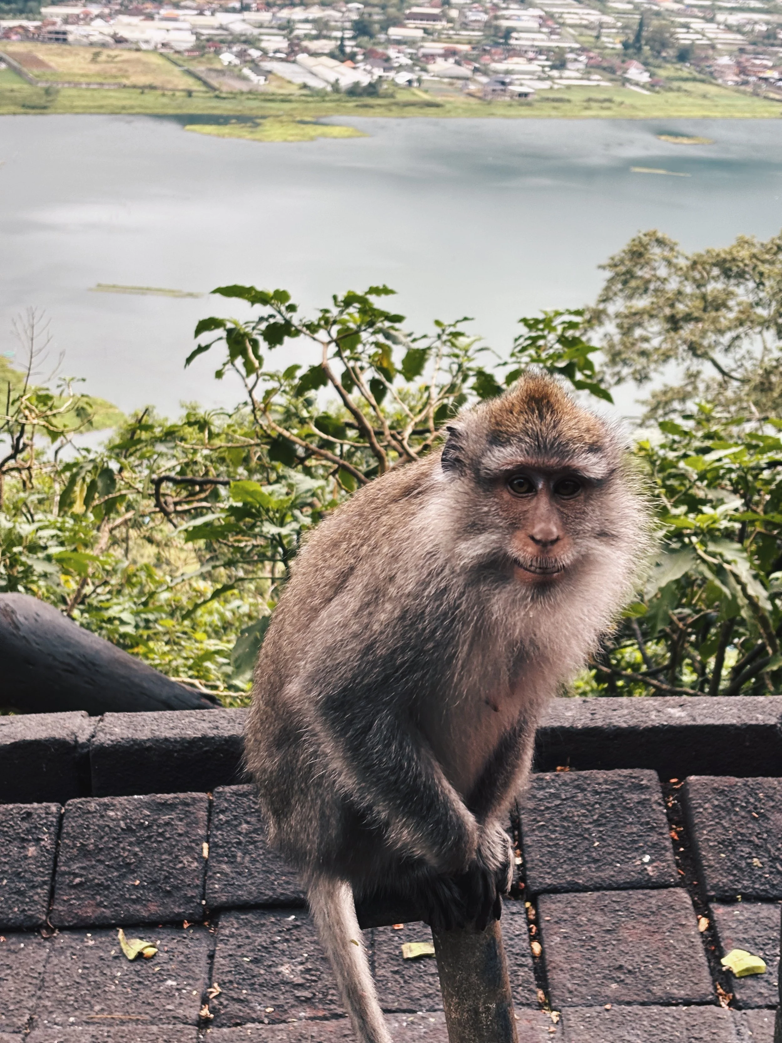 Mono en Bali con lago al fondo.