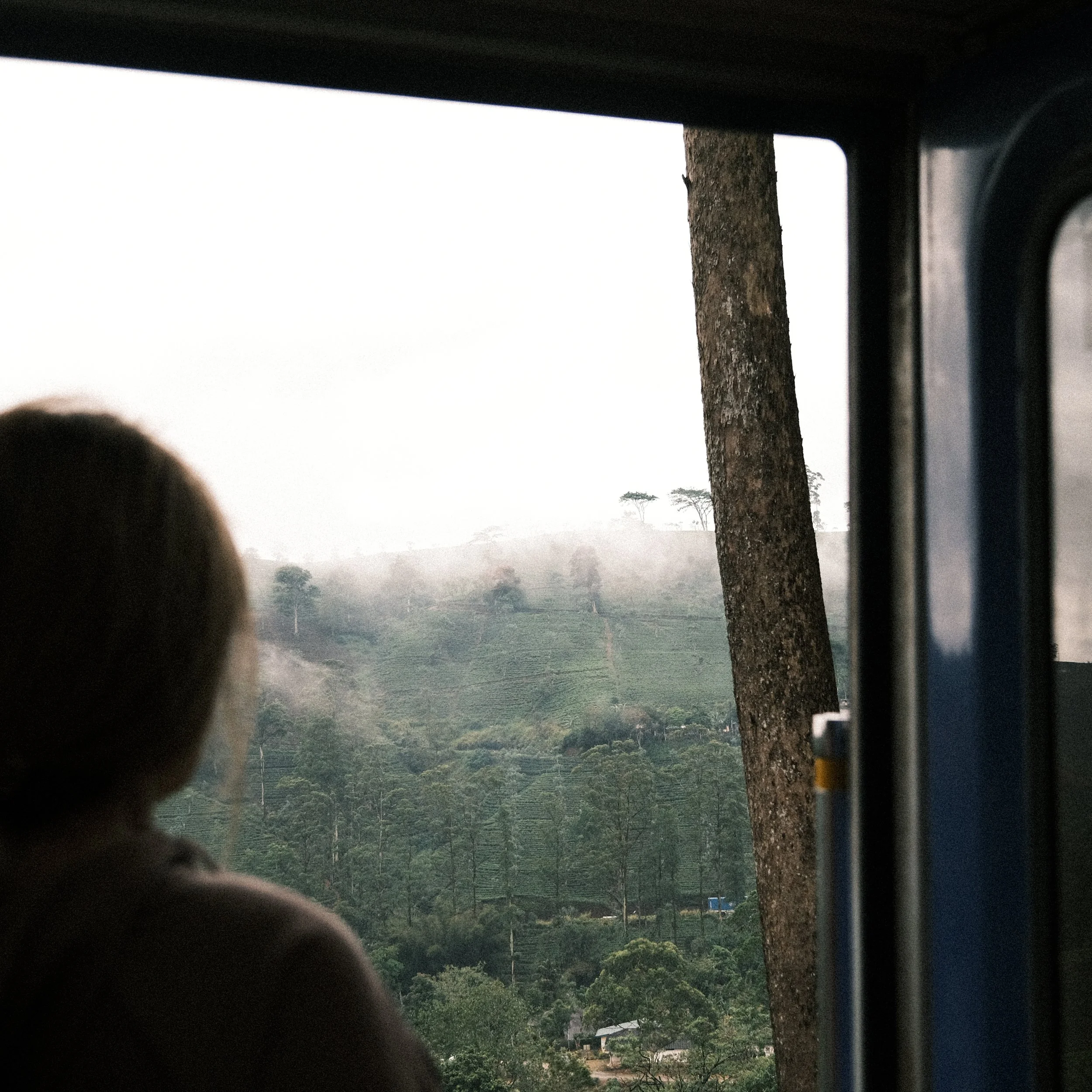 Cultivo de té en Sri Lanka desde el tren entre Ella y Kandy
