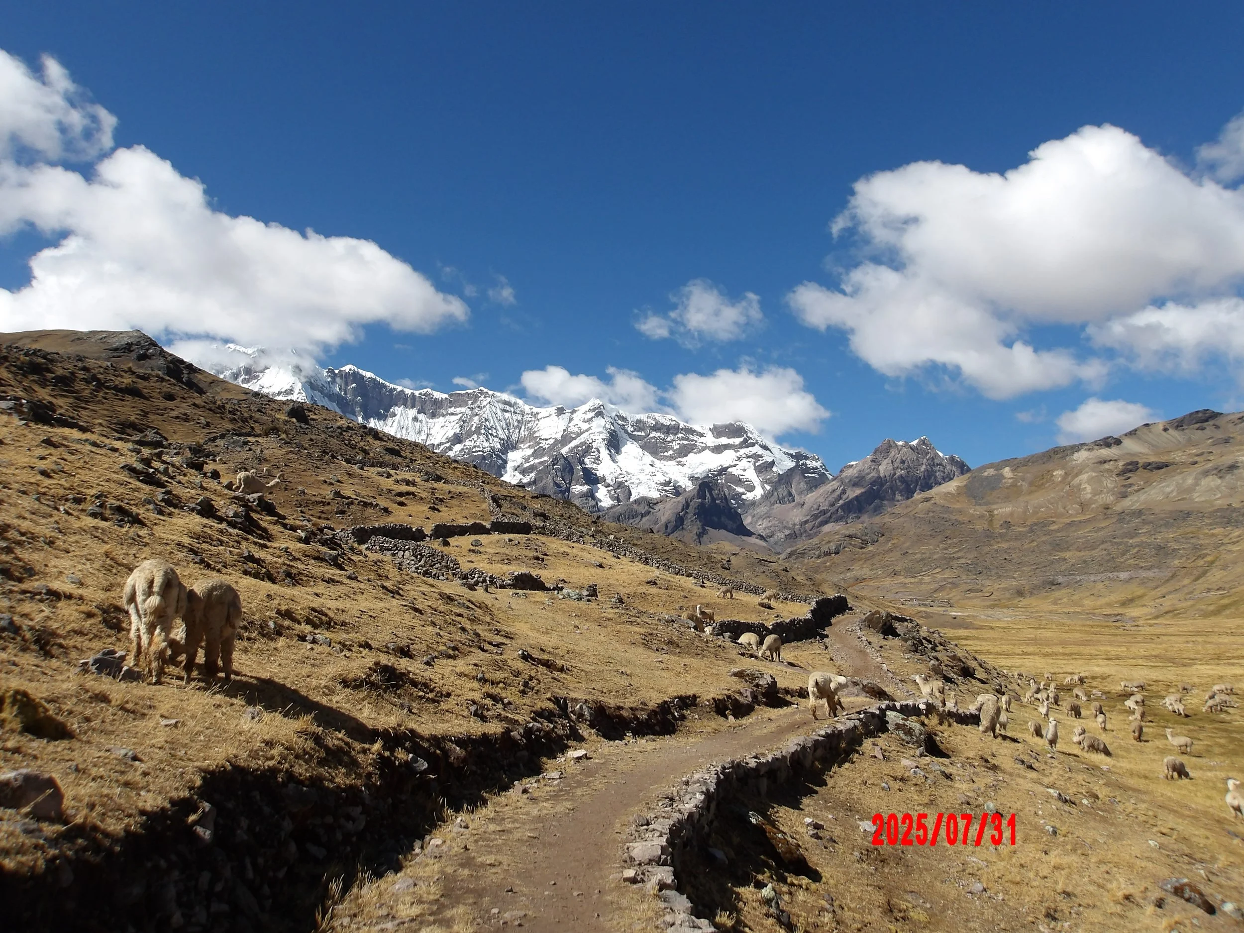 Sendero con alpacas y el Ausangate al fondo.