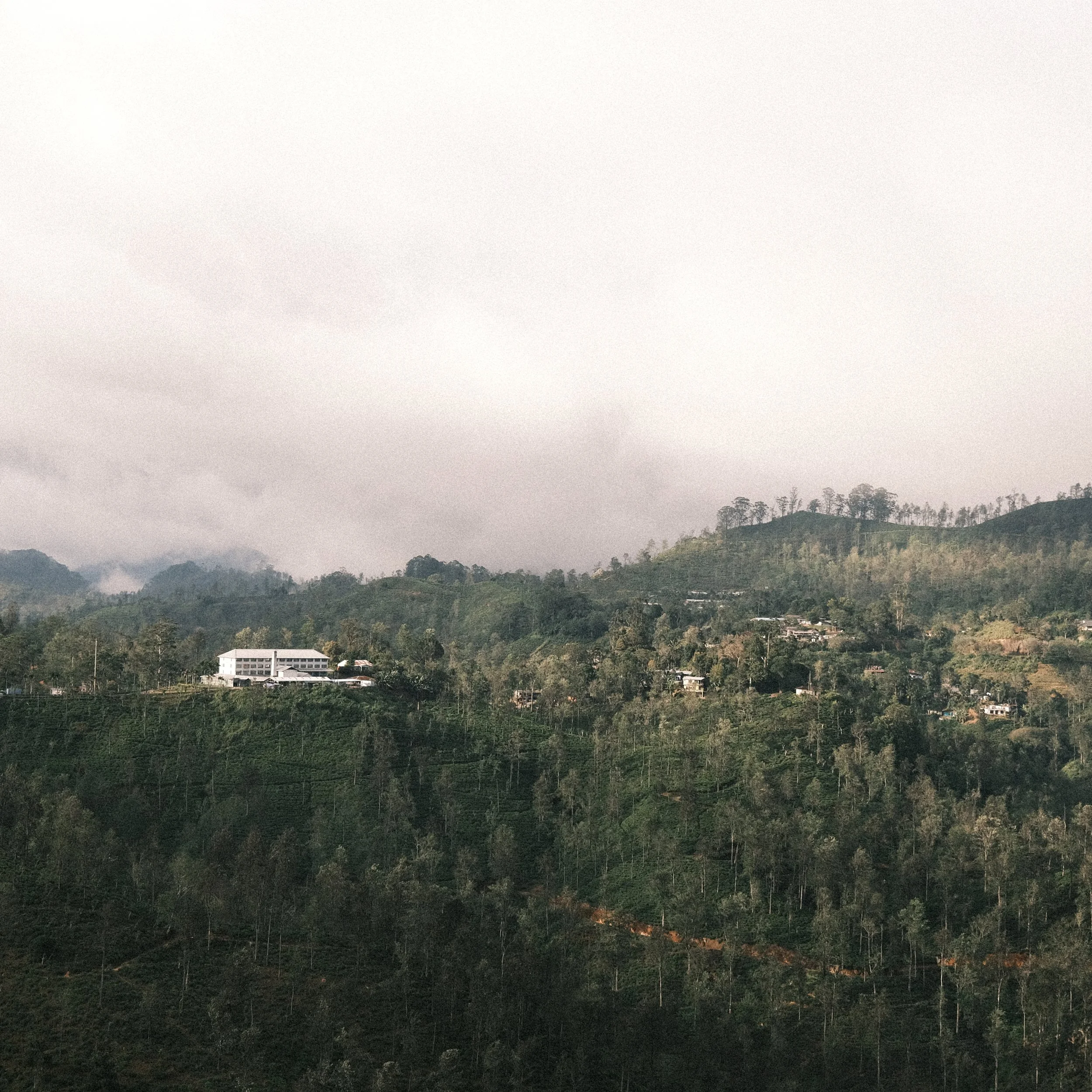 Paisaje con plantaciones de té y fabrica en Sri Lanka.