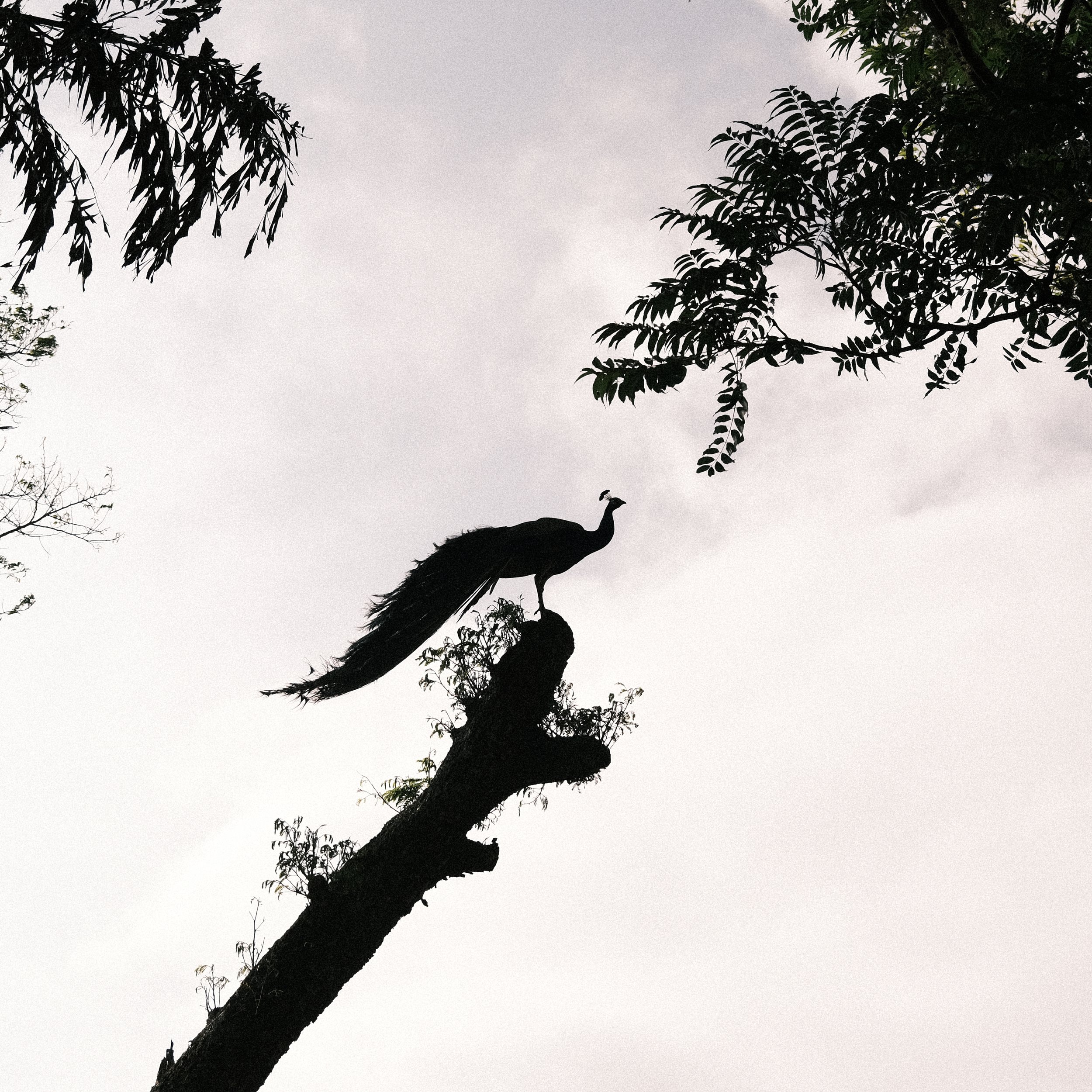 Pavo real en un árbol en Sri Lanka